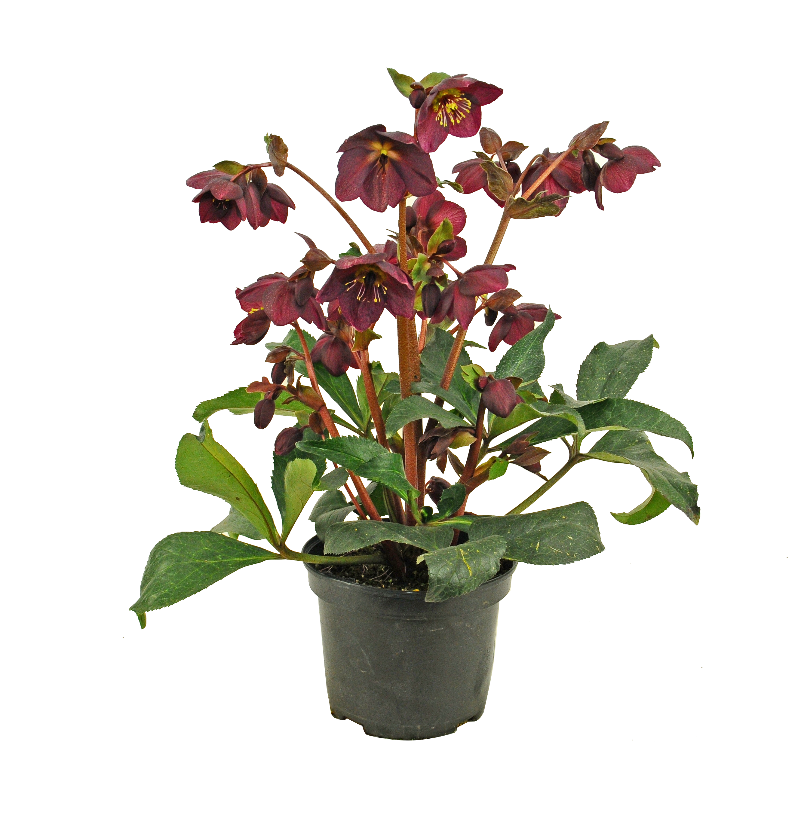 Ciemiernik Orientalis mix 40-50 cm