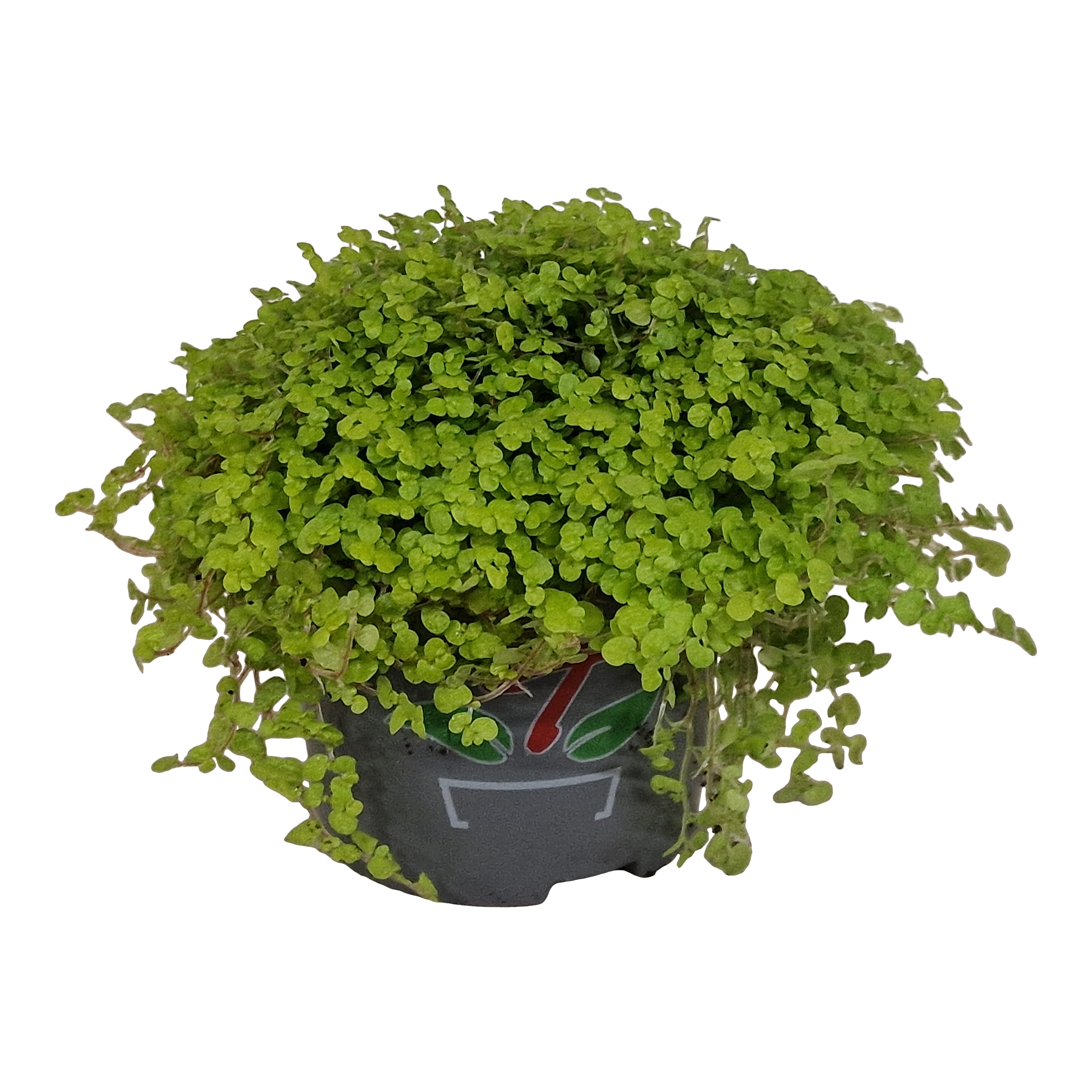 Soleirolia Pozostałe rośliny zielone 15 cm