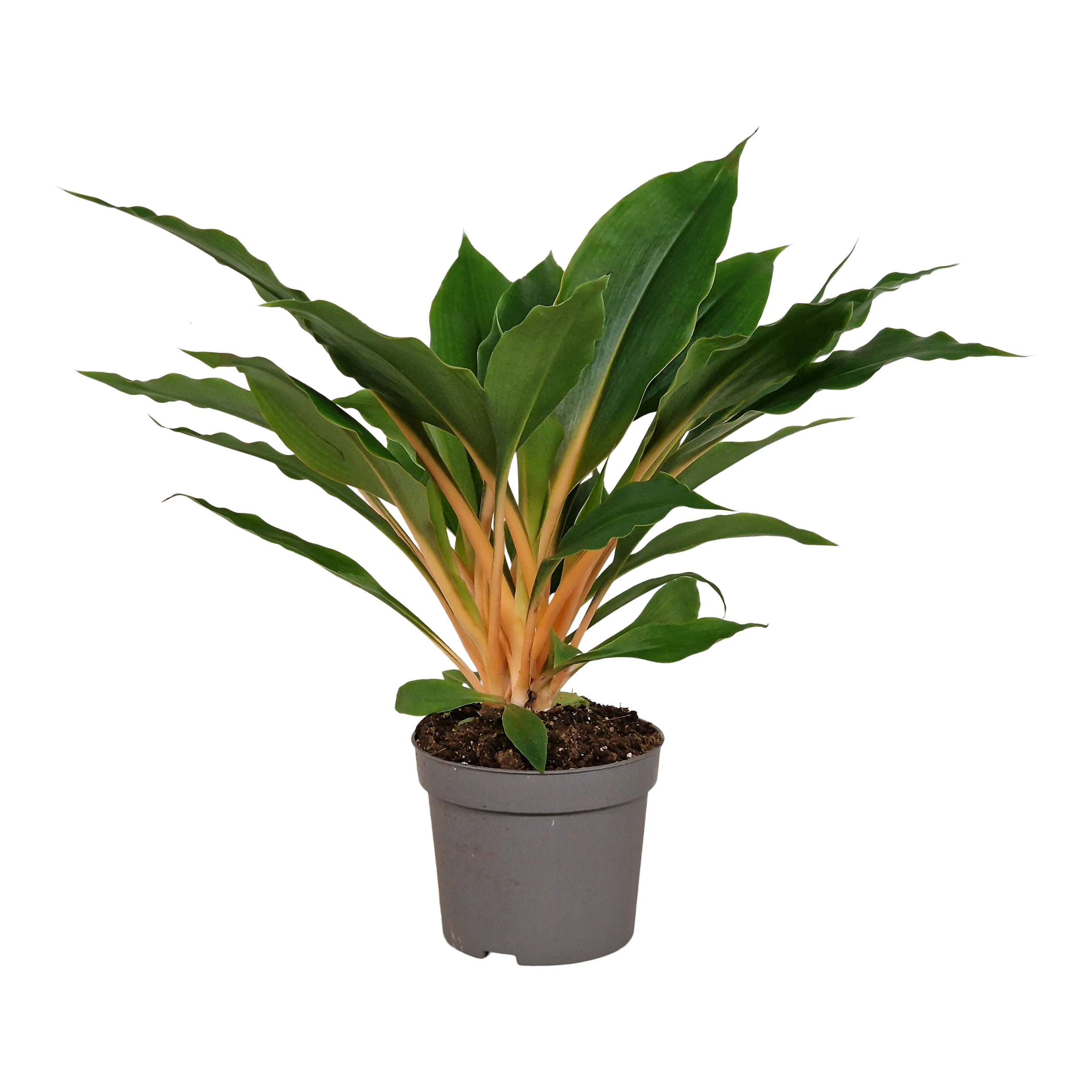Chlorophytum pomarańcz 30-35 cm