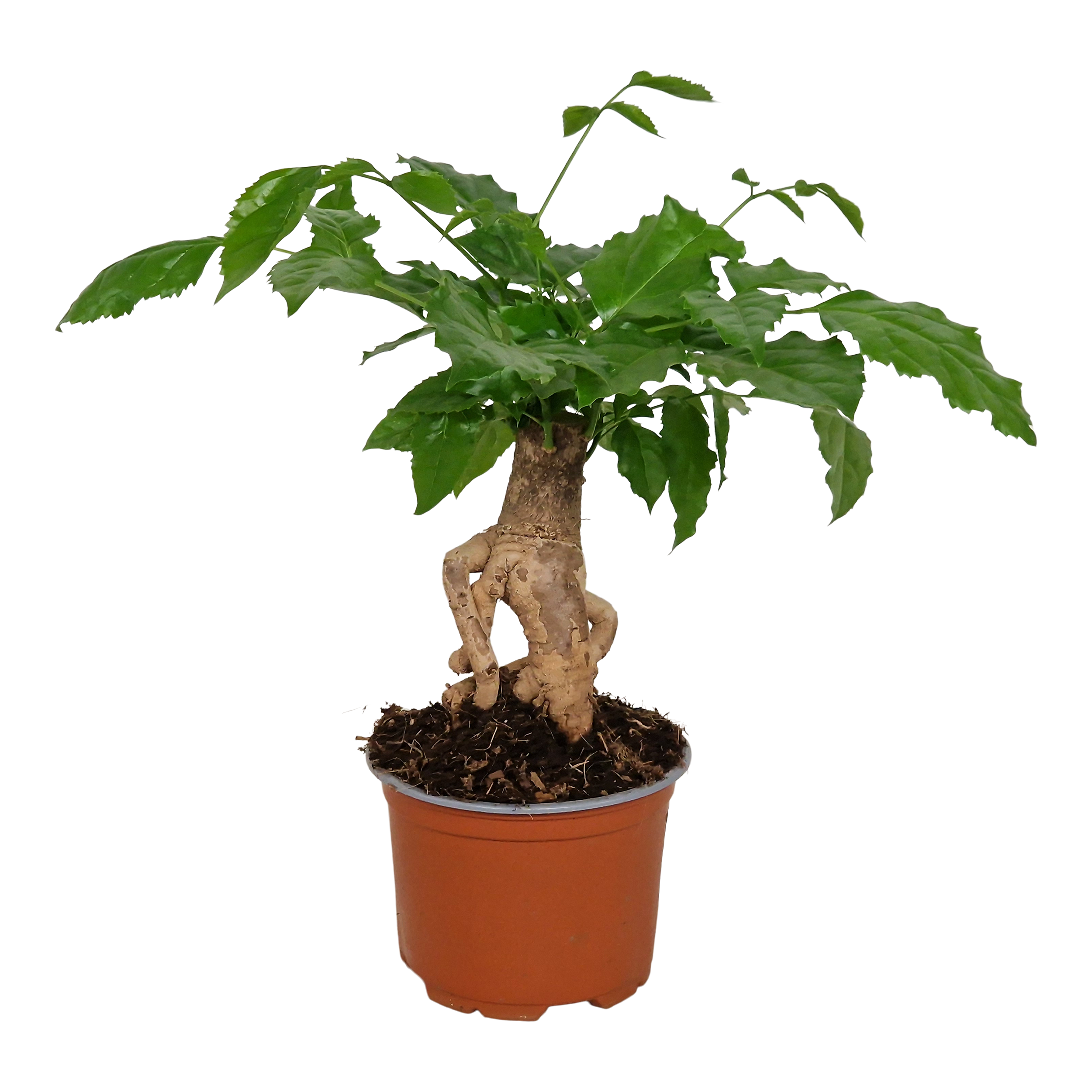 Radermachera Pozostałe rośliny zielone 30 cm
