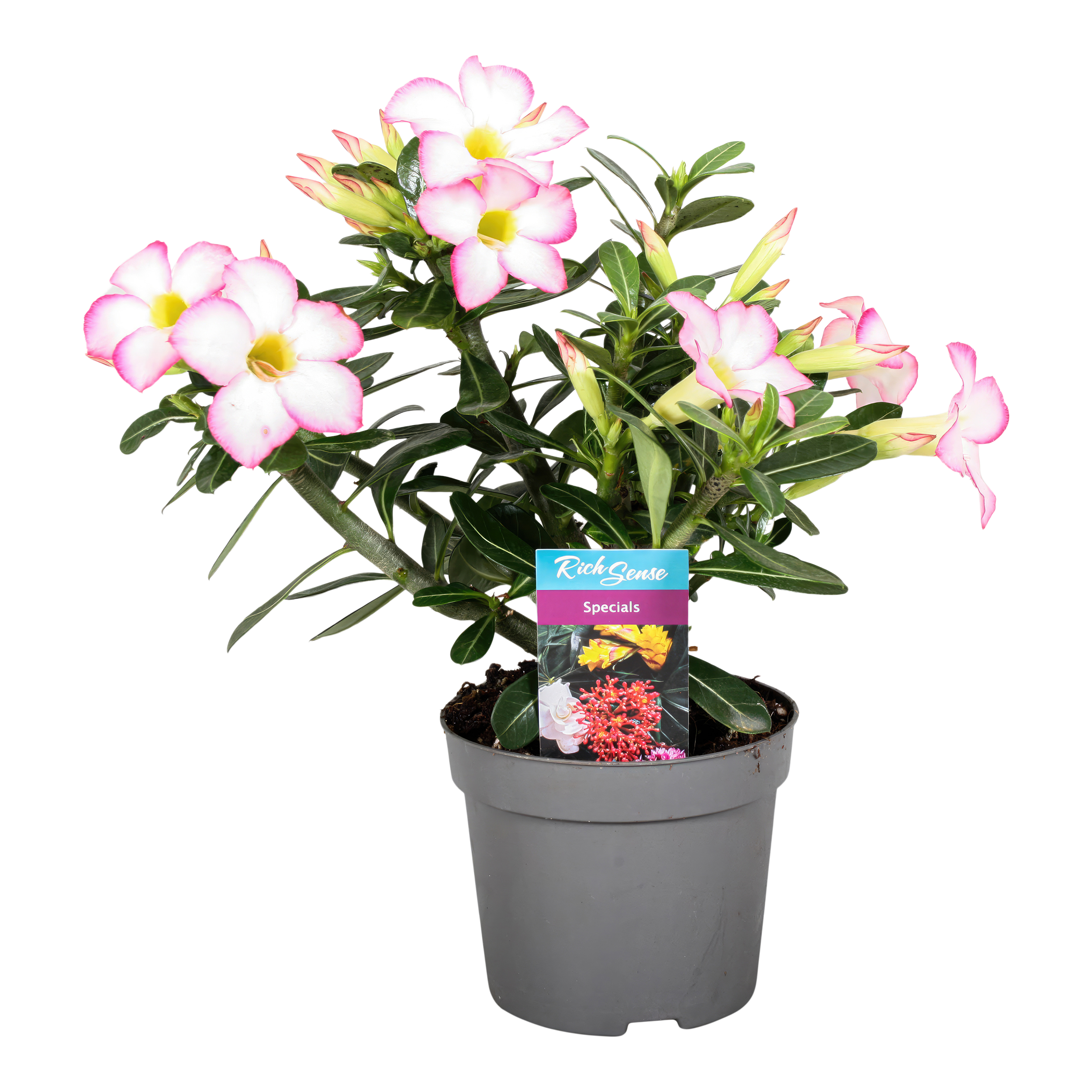 Róża pustyni Adenium Obesum 35 cm