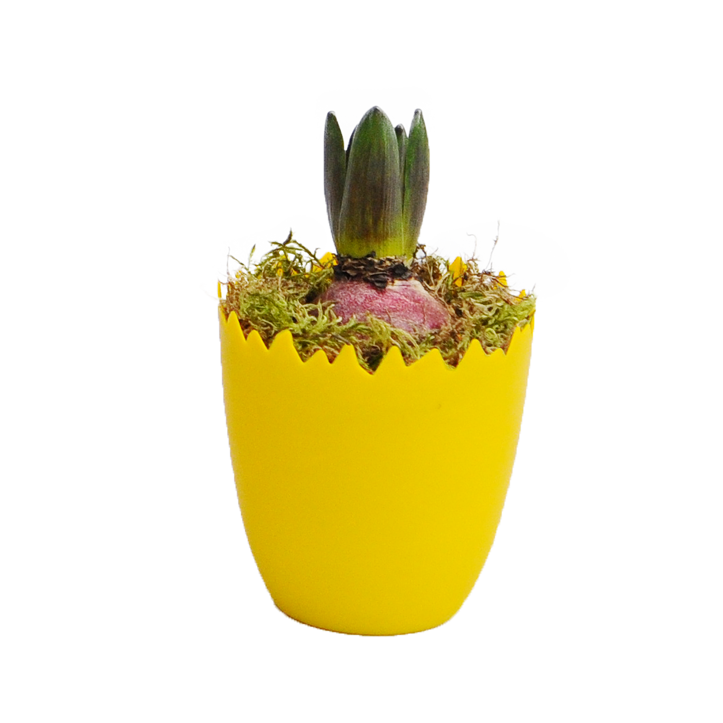 Hiacynt żółty 14 cm w osłonce wielkanocnej