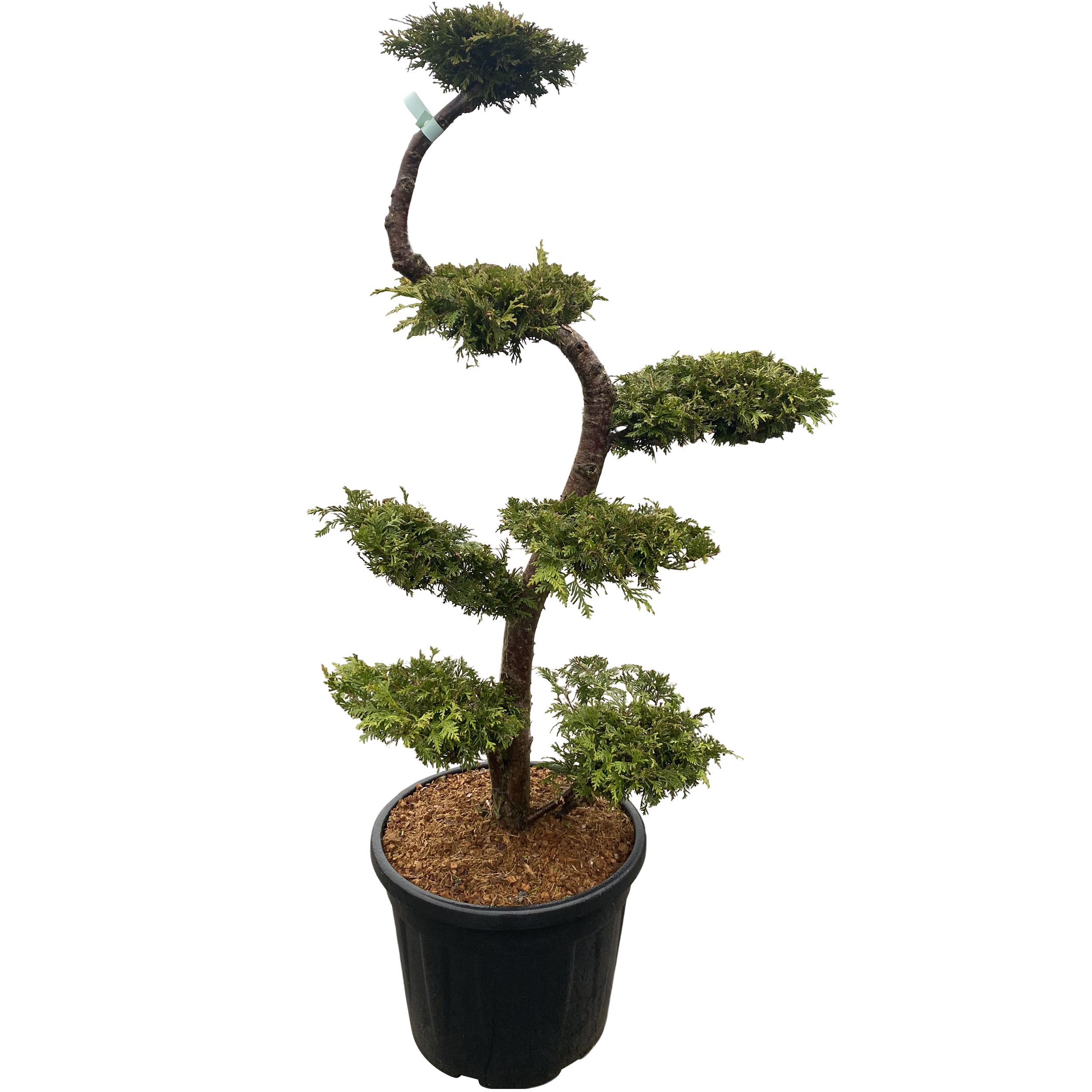 Żywotnik zachodni 'Brabant' Bonsai 160 cm
