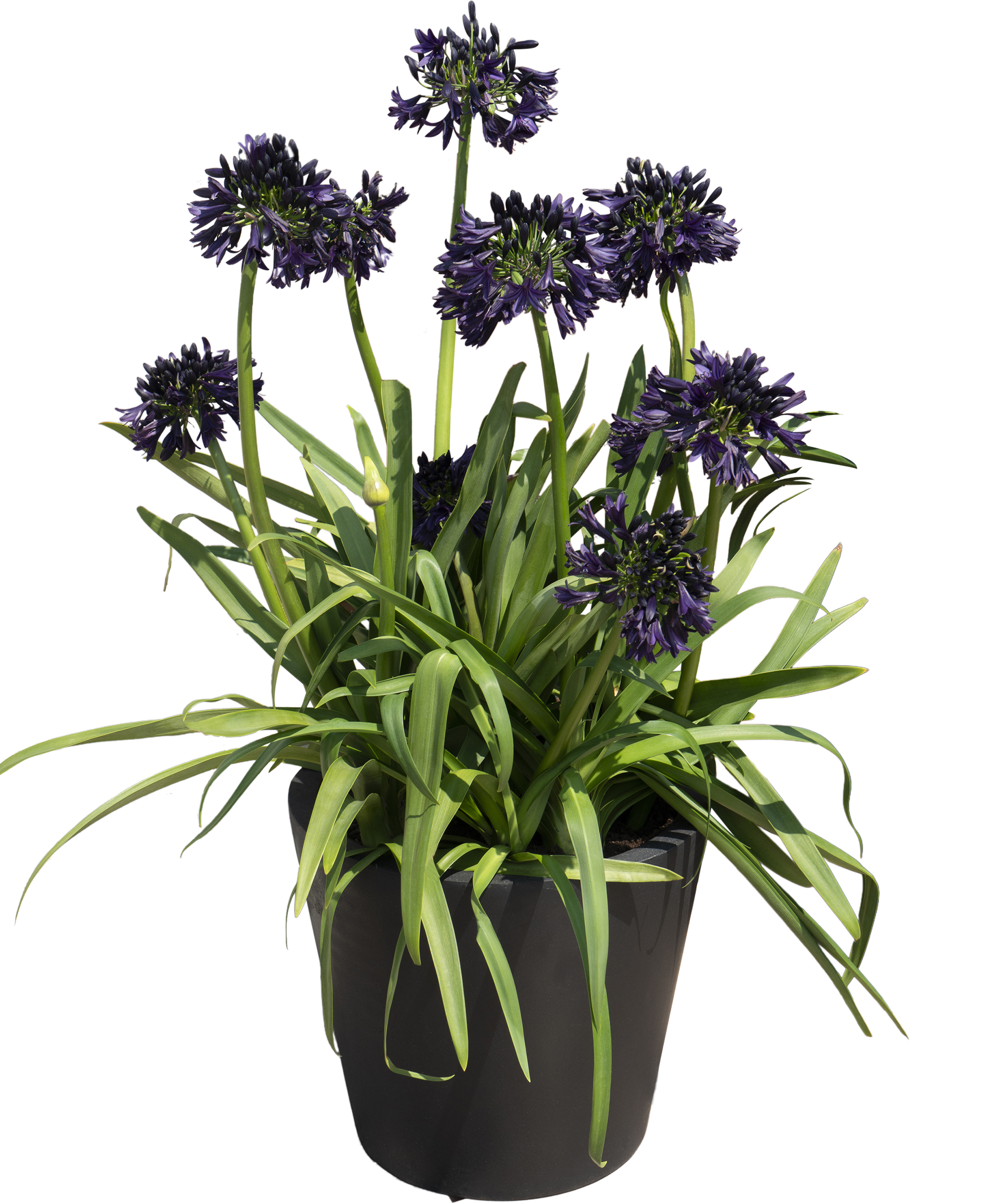 Agapant Ever Couple 50-70 cm