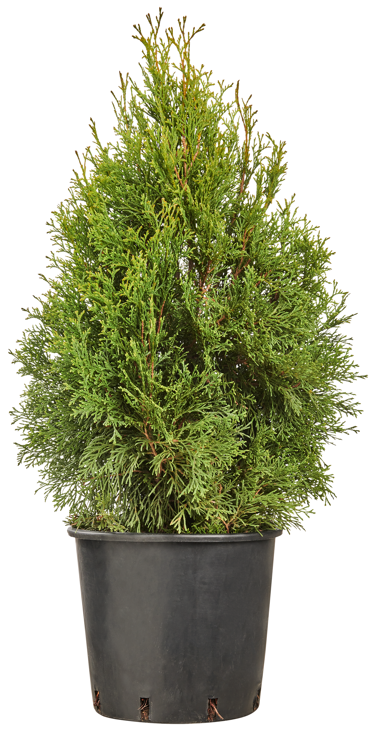 Tuja szmaragdowa 60-80 cm