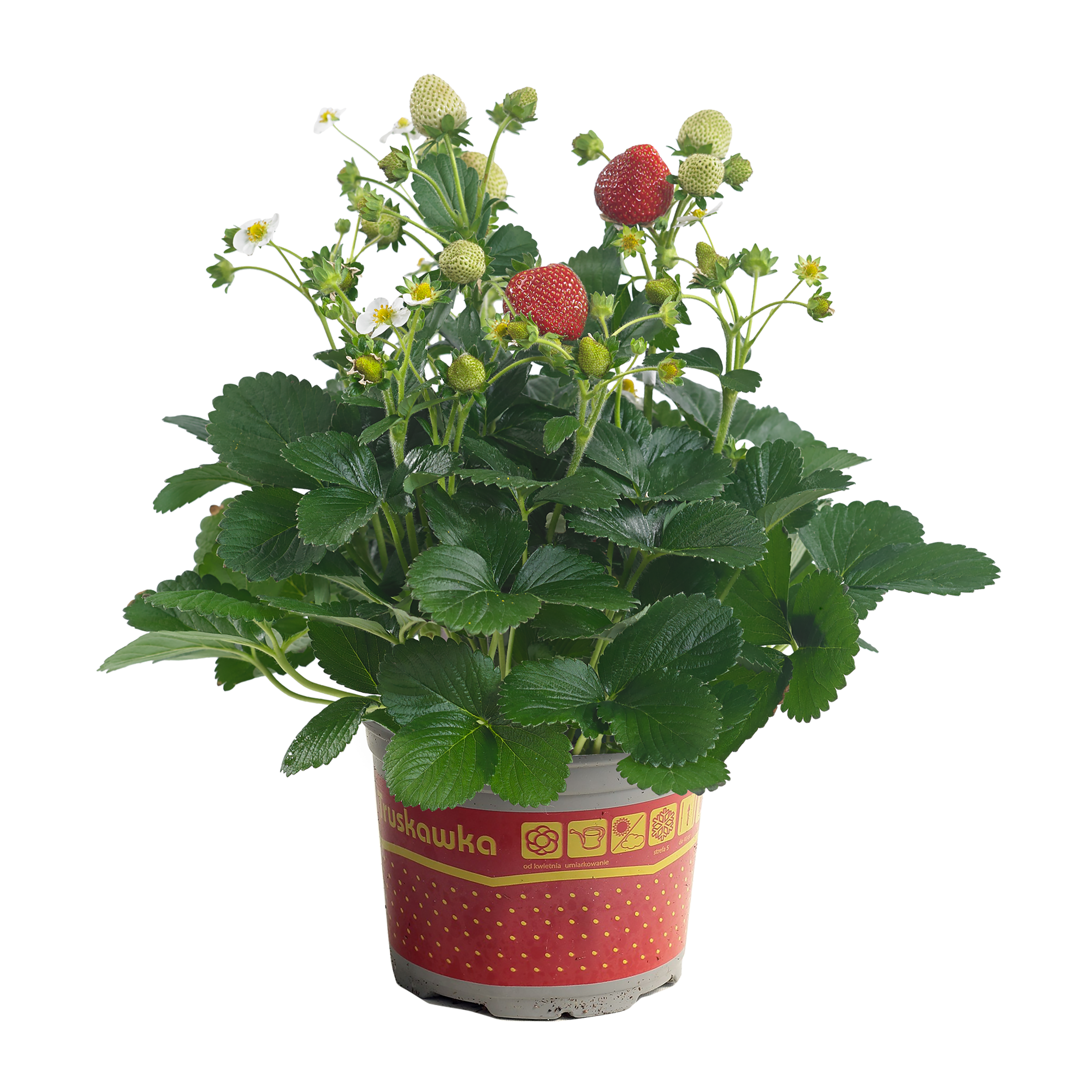 Truskawka extra 25 cm