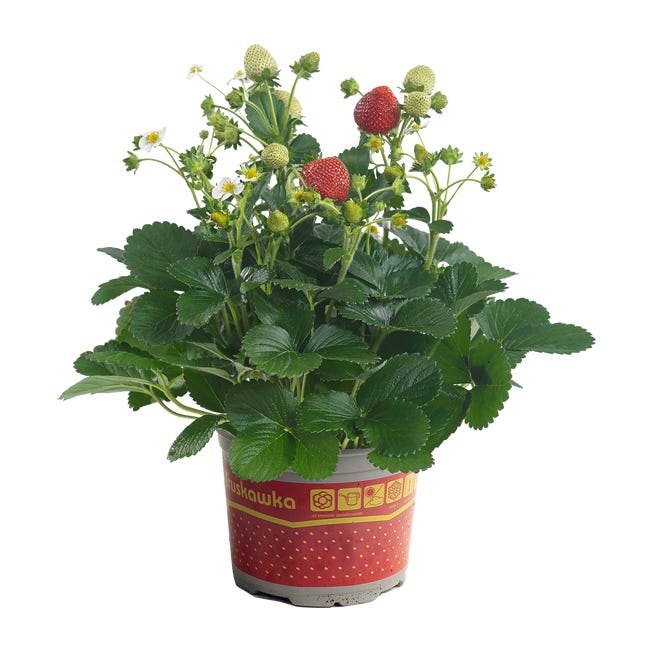 Truskawka extra 25 cm 91223201