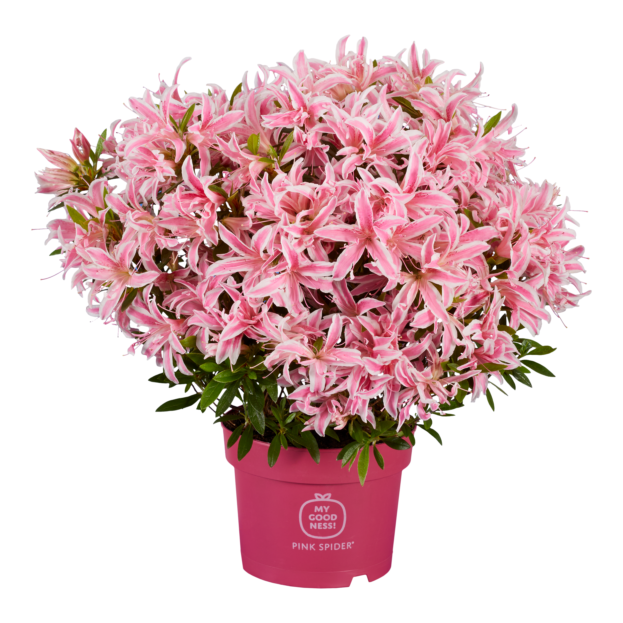Azalia japońska Pink Spider 35-40 cm