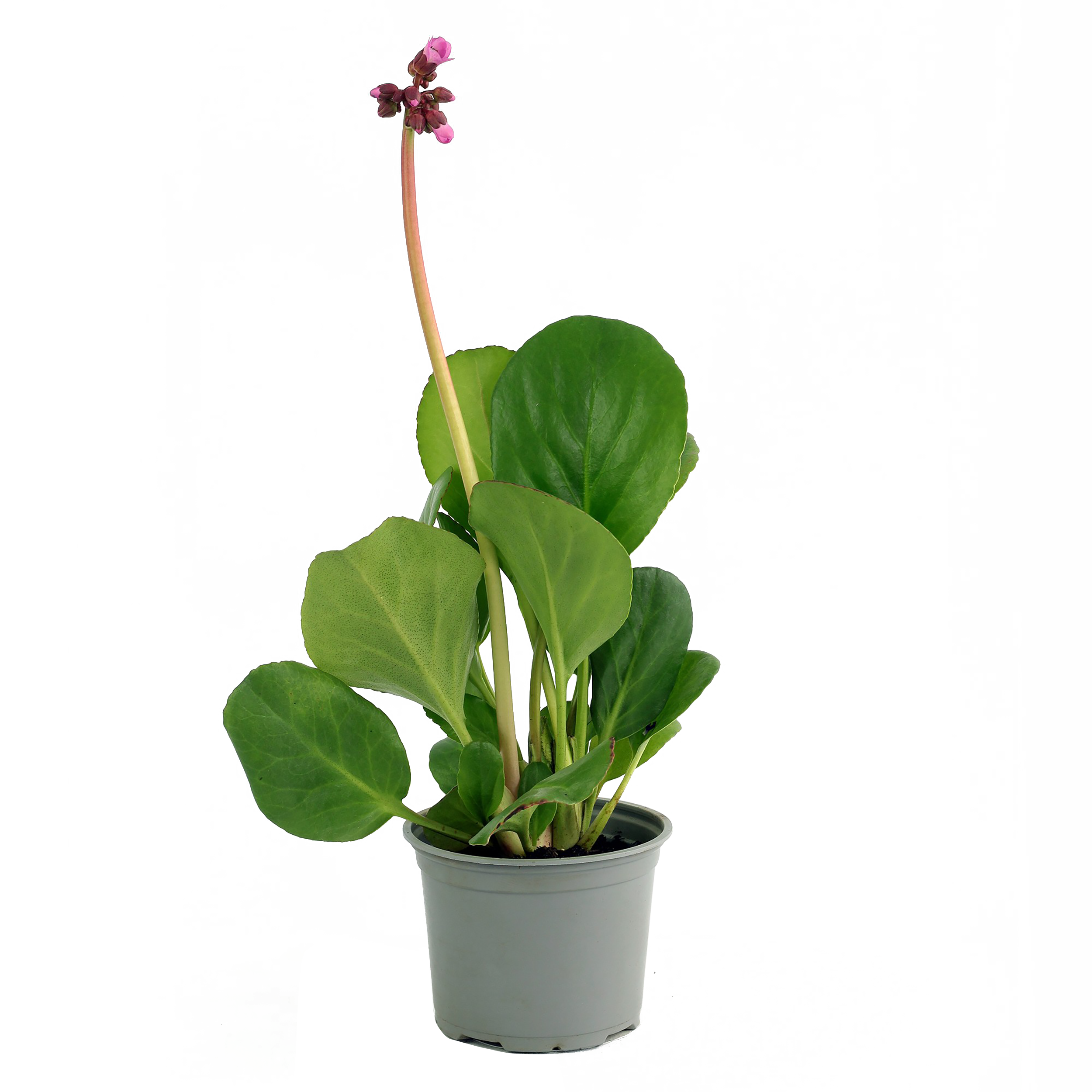 Bergenia 30 cm