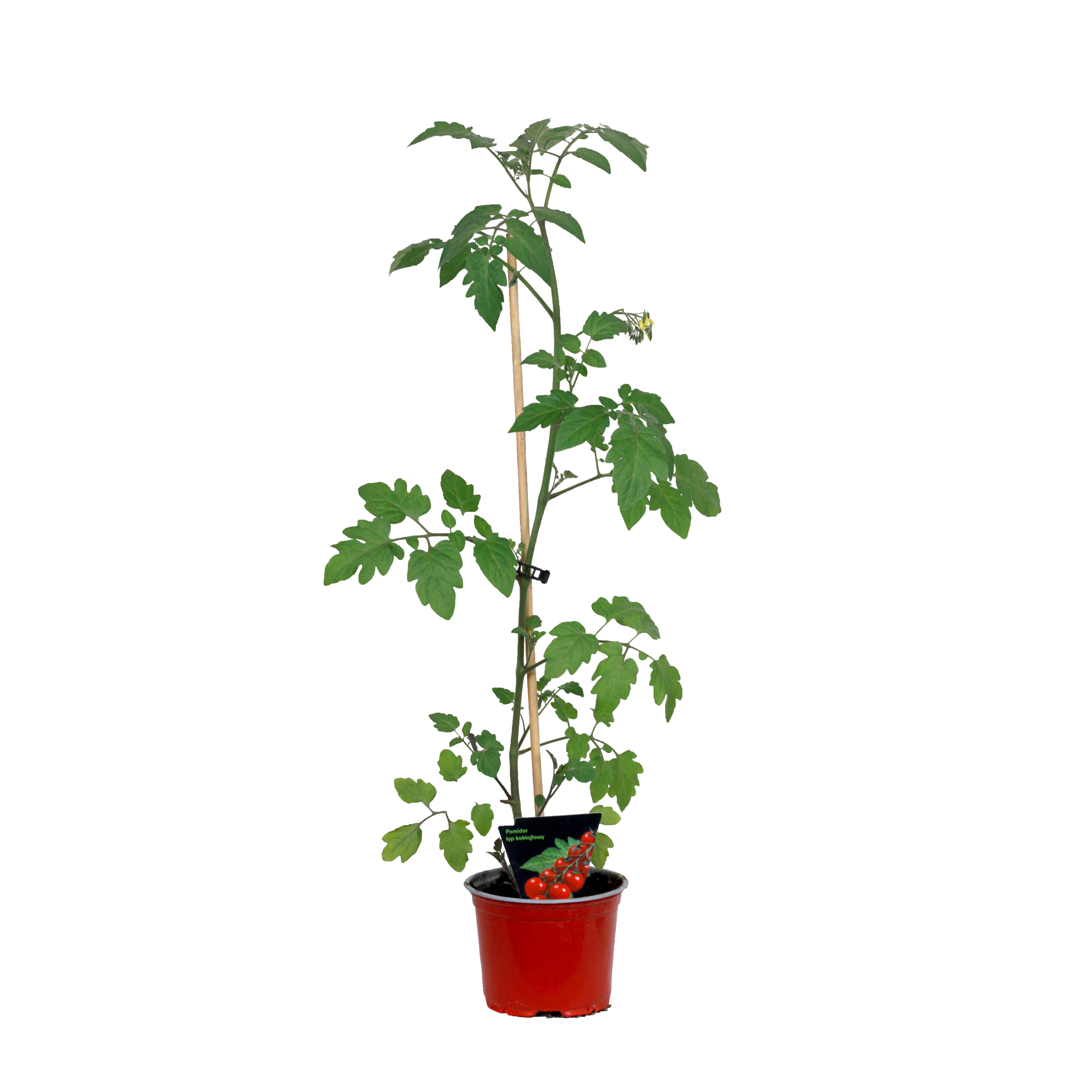 Pomidor tradycyjny 25 cm