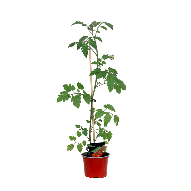Pomidor tradycyjny 25 cm