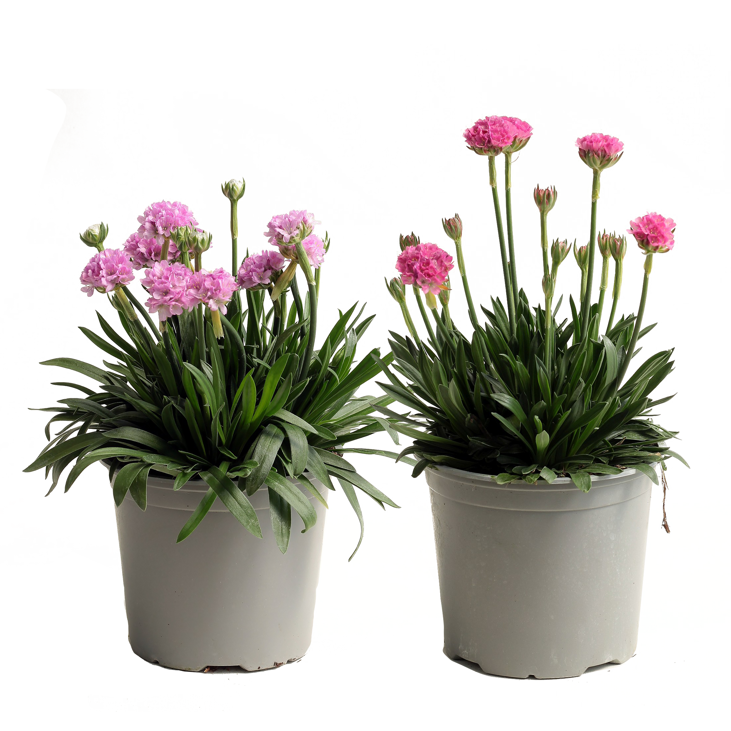 Armeria 30 cm