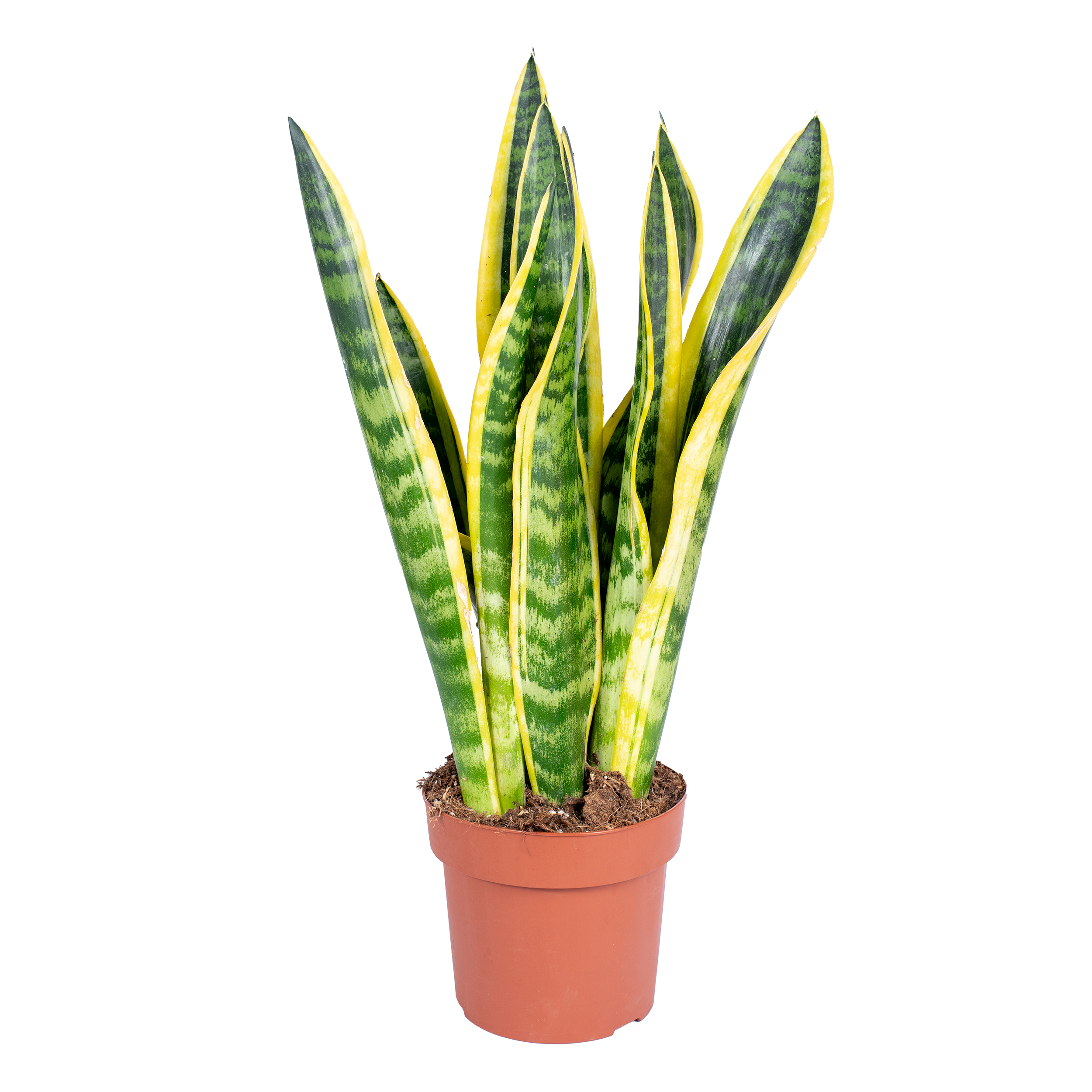 Sansewieria Superba 40-50 cm