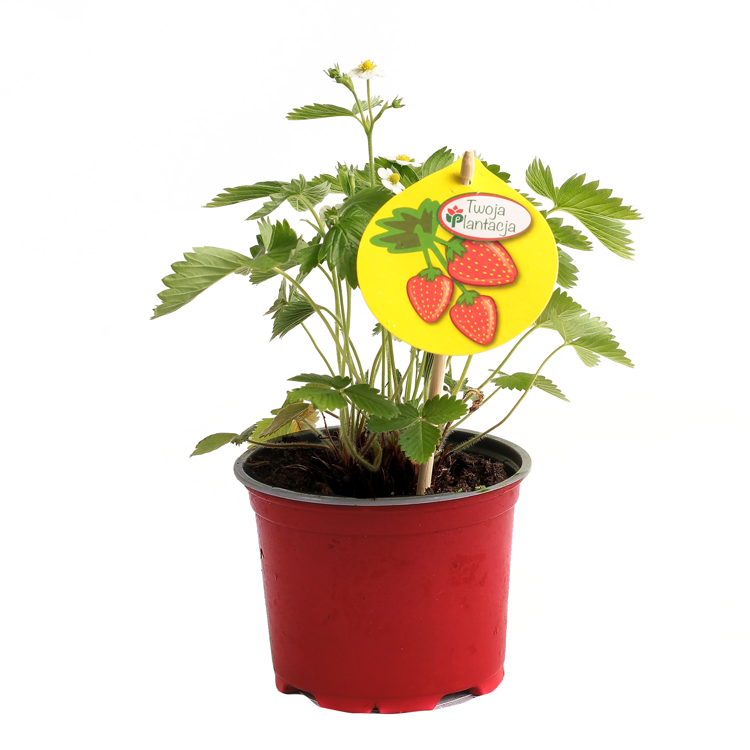 Poziomka 20 cm