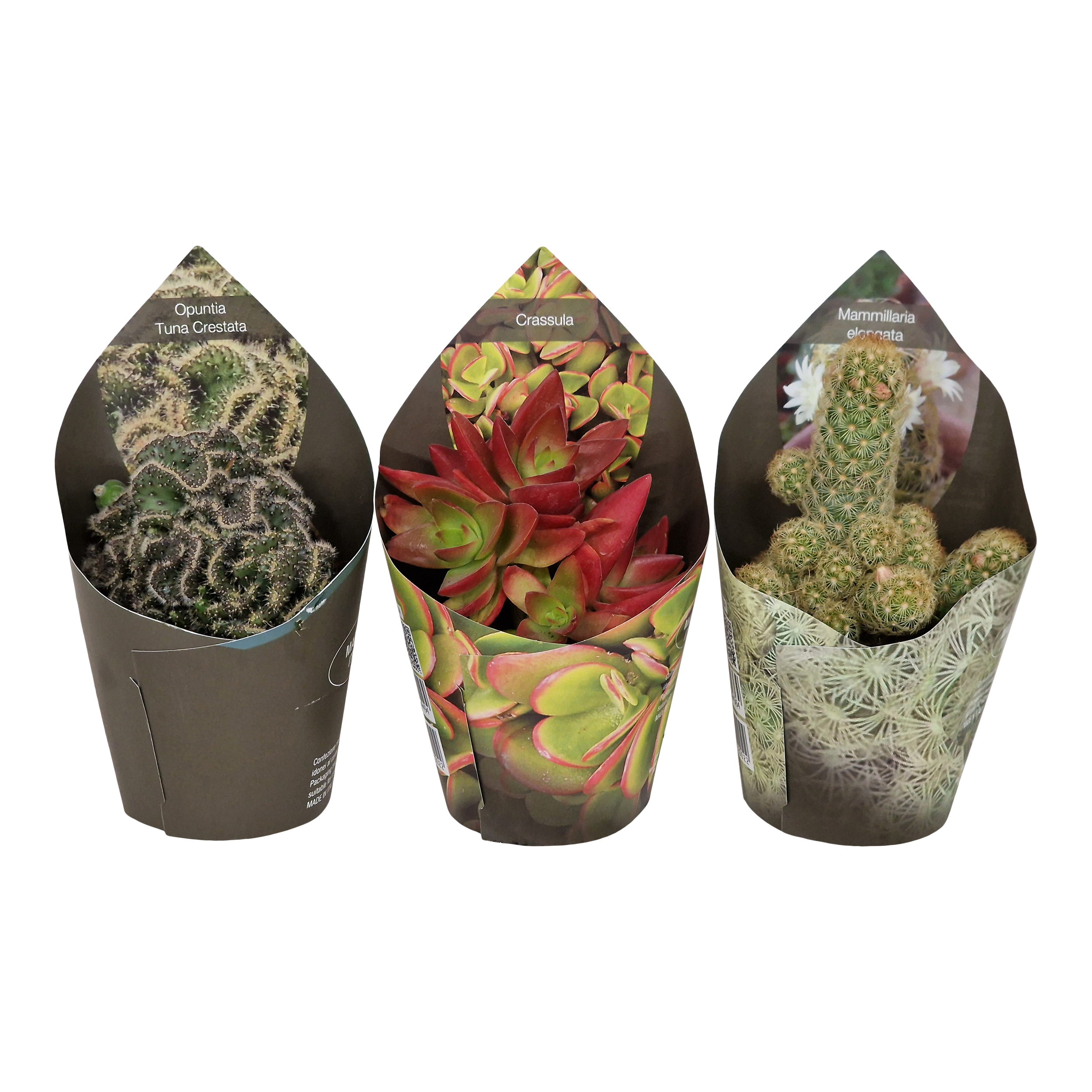 Kaktus, sukulent mix Pozostałe kaktusy i sukulenty 12 cm - Leroy Merlin
