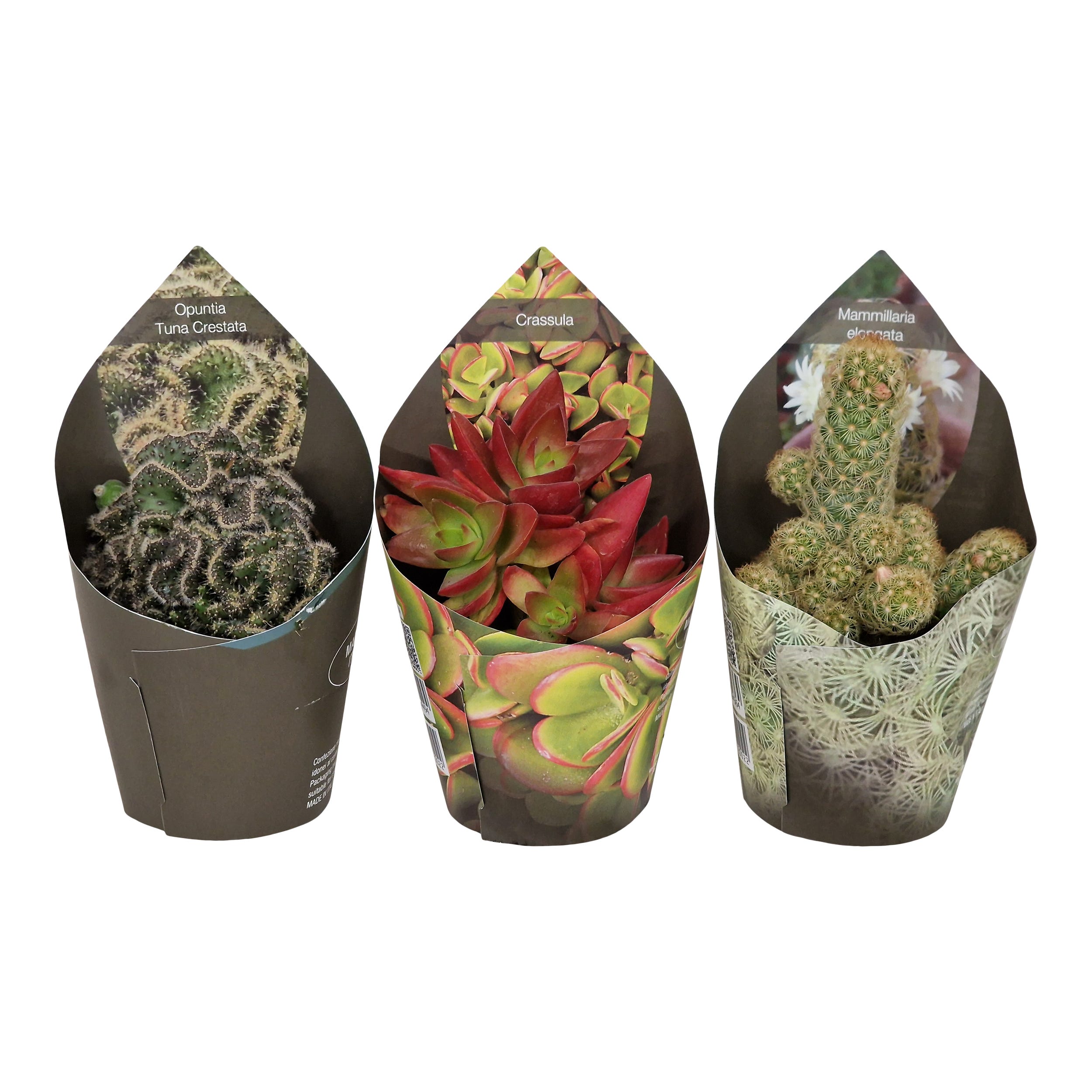 Kaktus, sukulent mix Pozostałe kaktusy i sukulenty 12 cm - Leroy Merlin