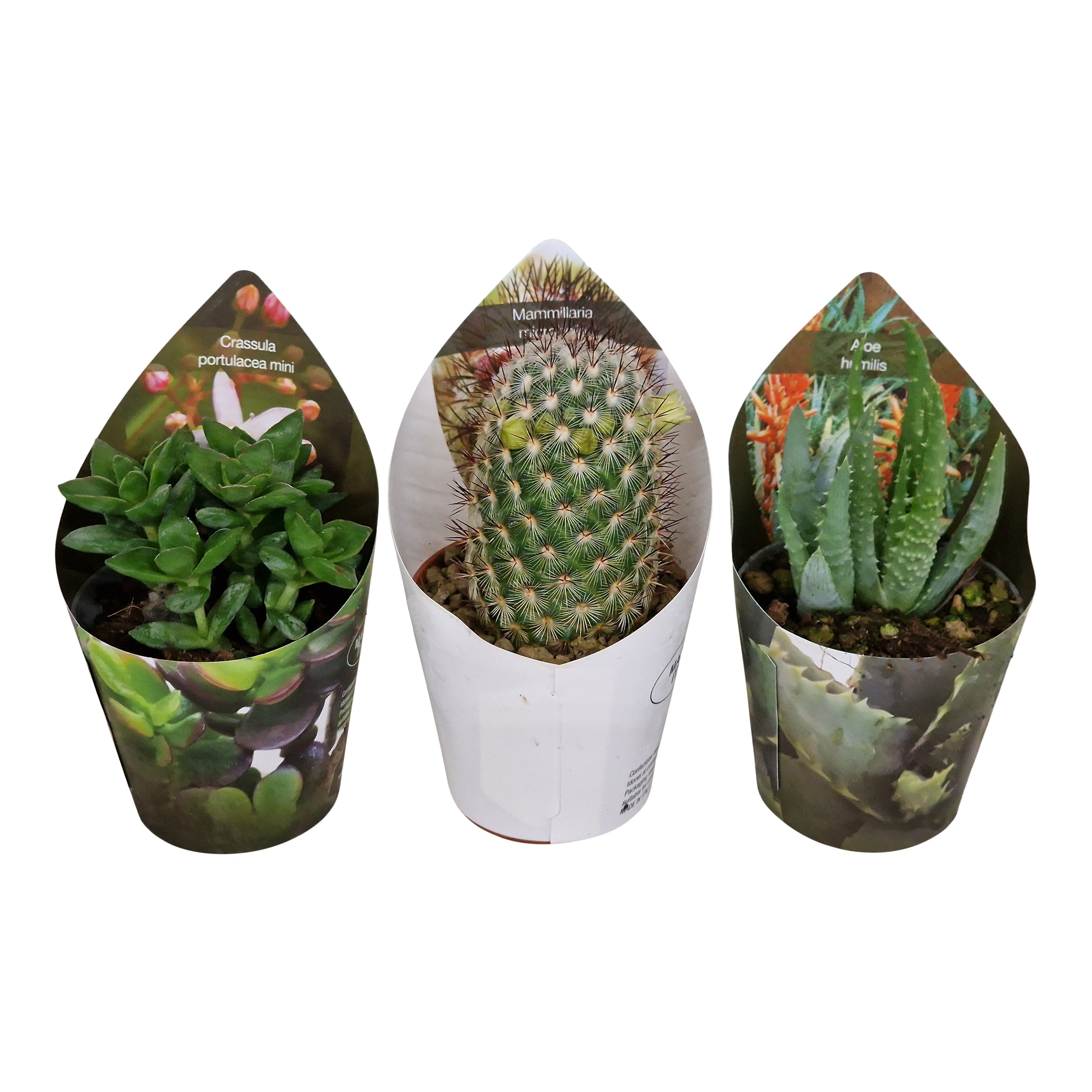 Kaktus, sukulent mix 12 cm - Leroy Merlin