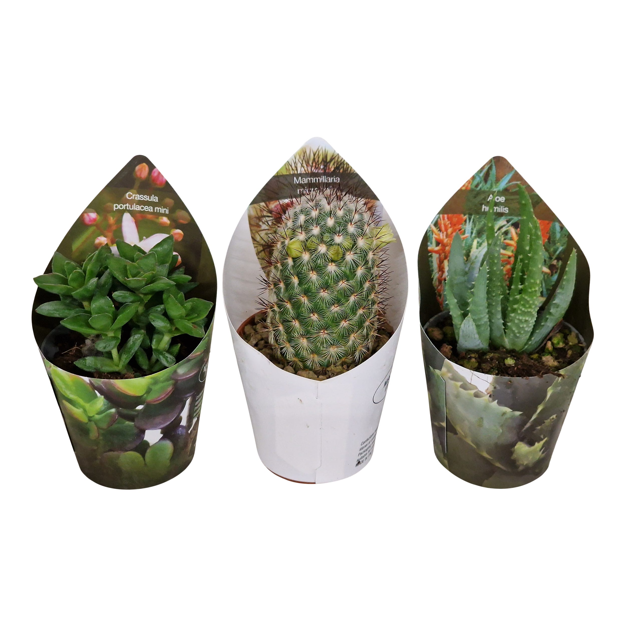 Kaktus, sukulent mix 12 cm - Leroy Merlin