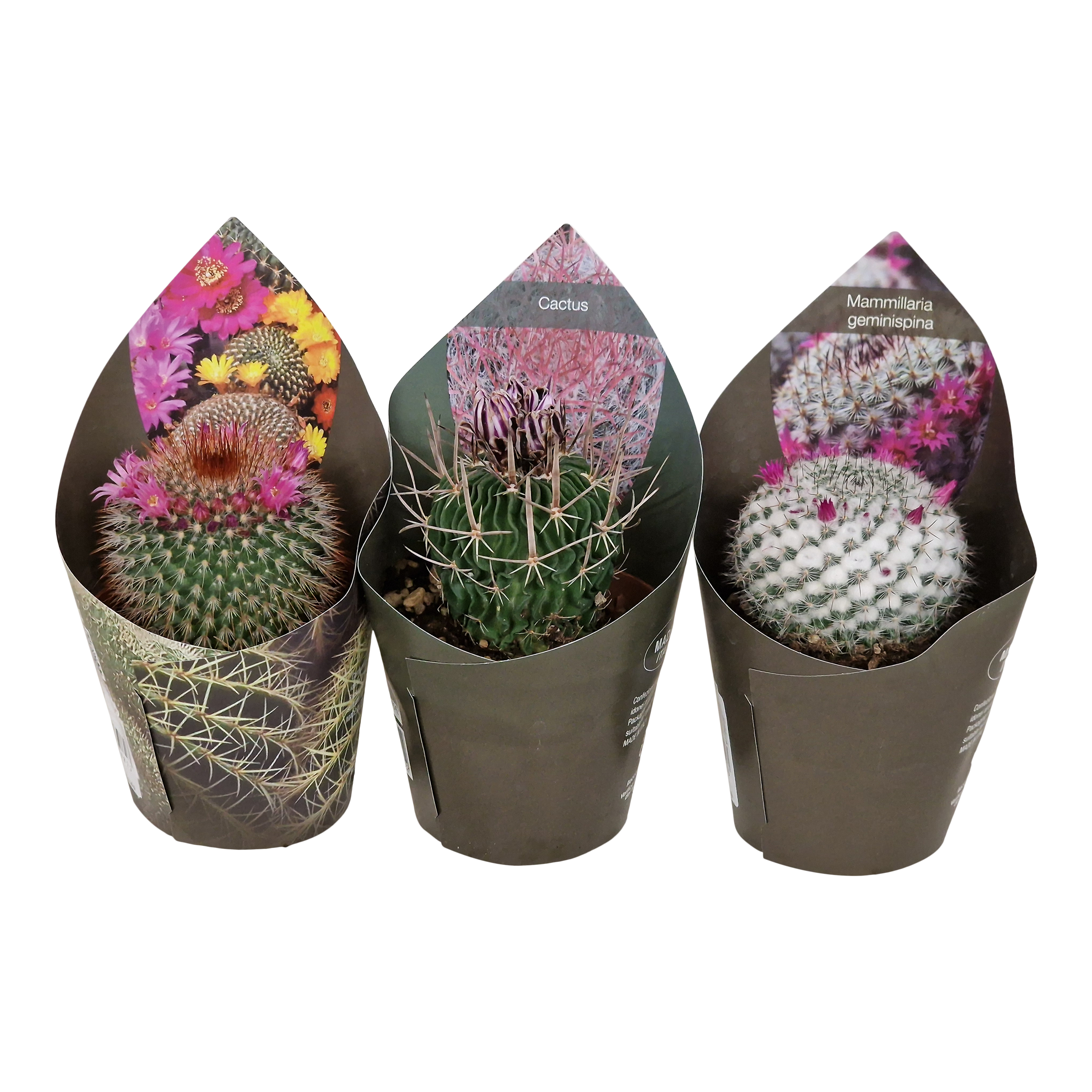 Kaktus kwitnący mix Pozostałe kaktusy i sukulenty 12 cm - Leroy Merlin