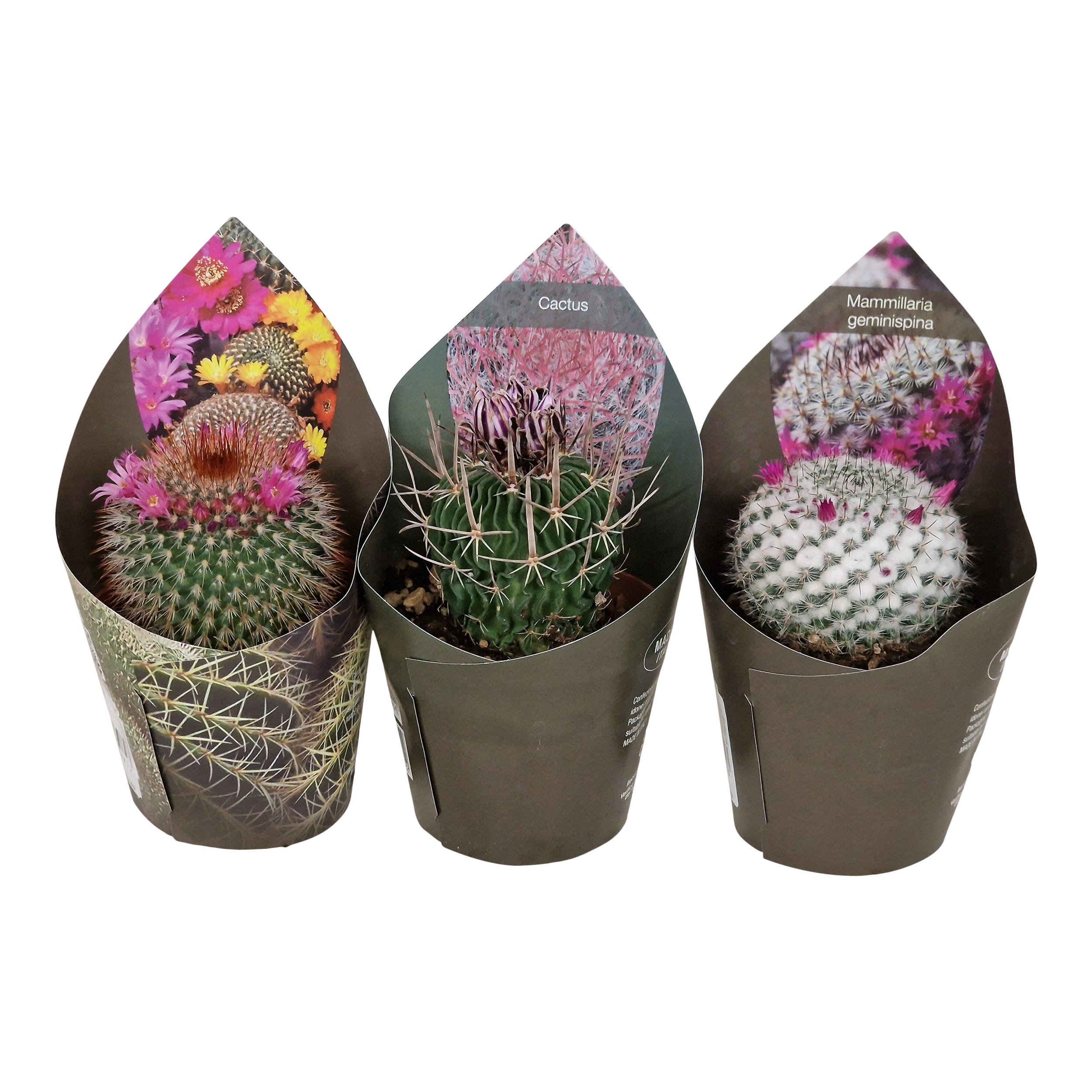 Kaktus kwitnący mix Pozostałe kaktusy i sukulenty 12 cm - Leroy Merlin