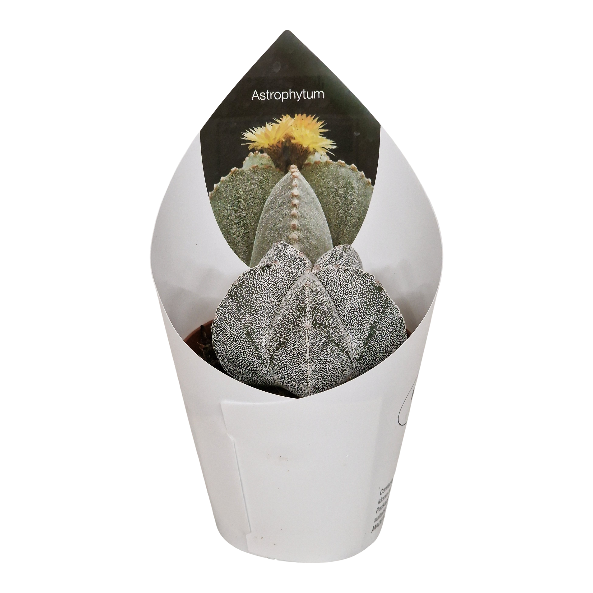 Astrophytum Myriostigma 12 cm