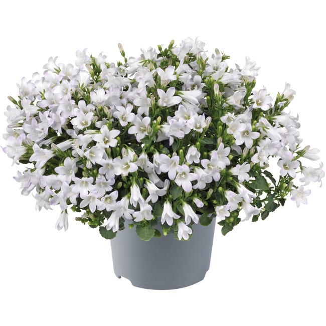 Dzwonek mix 20 25 cm 90845615