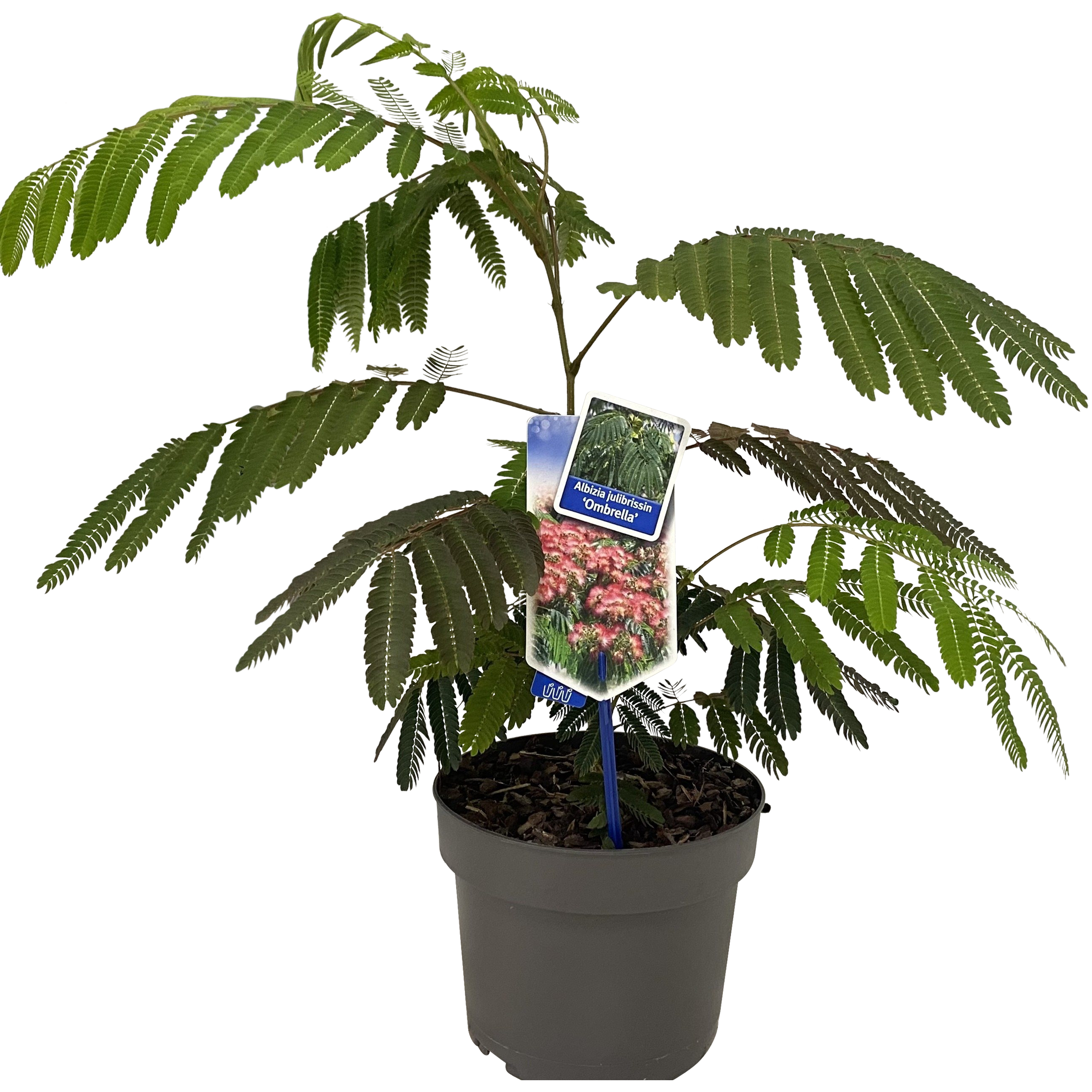 Albicja Ombrella 30-35 cm