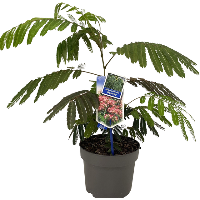 Albicja Ombrella 30-35 cm