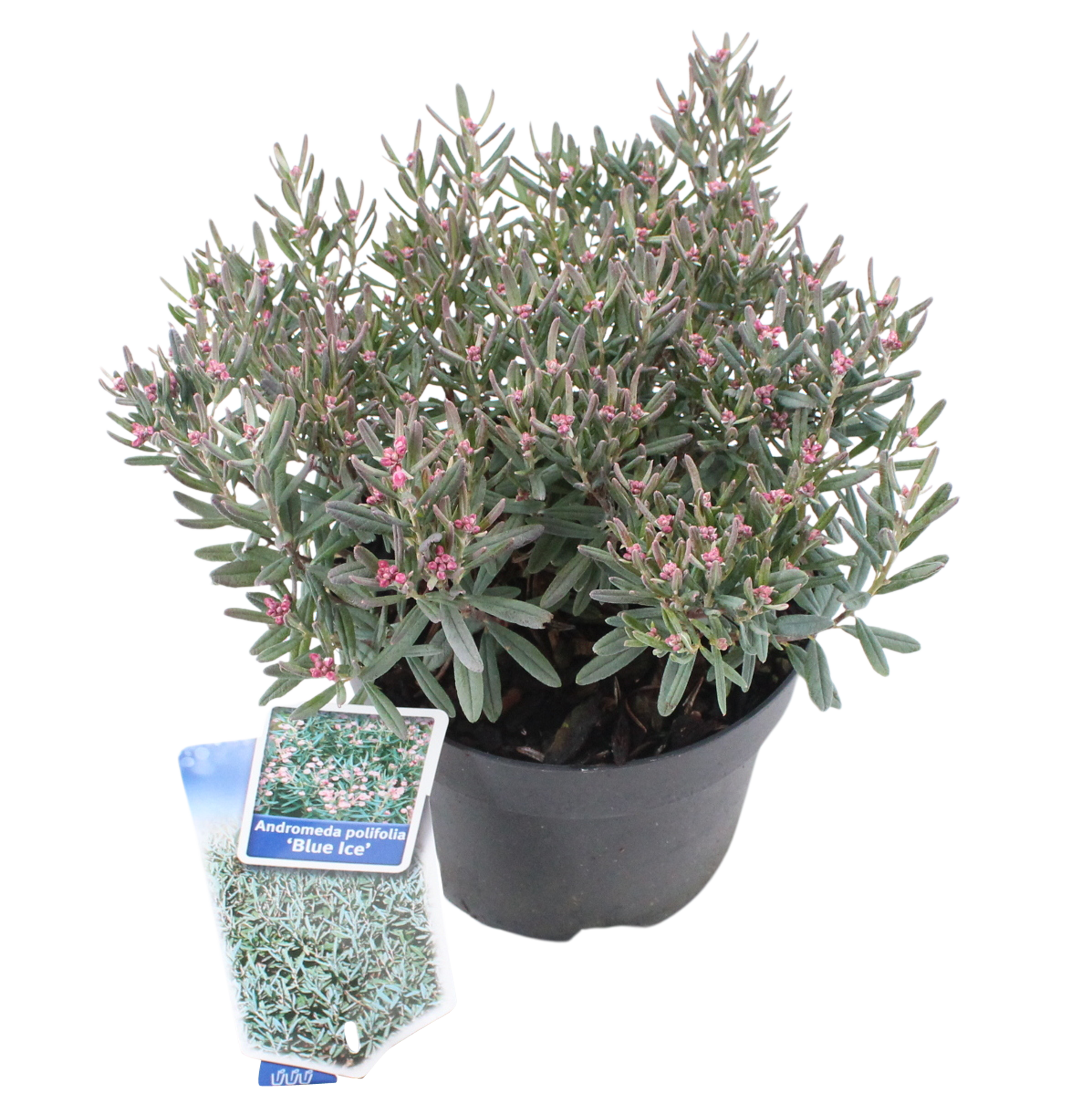 Modrzewnica pospolita 20-25 cm