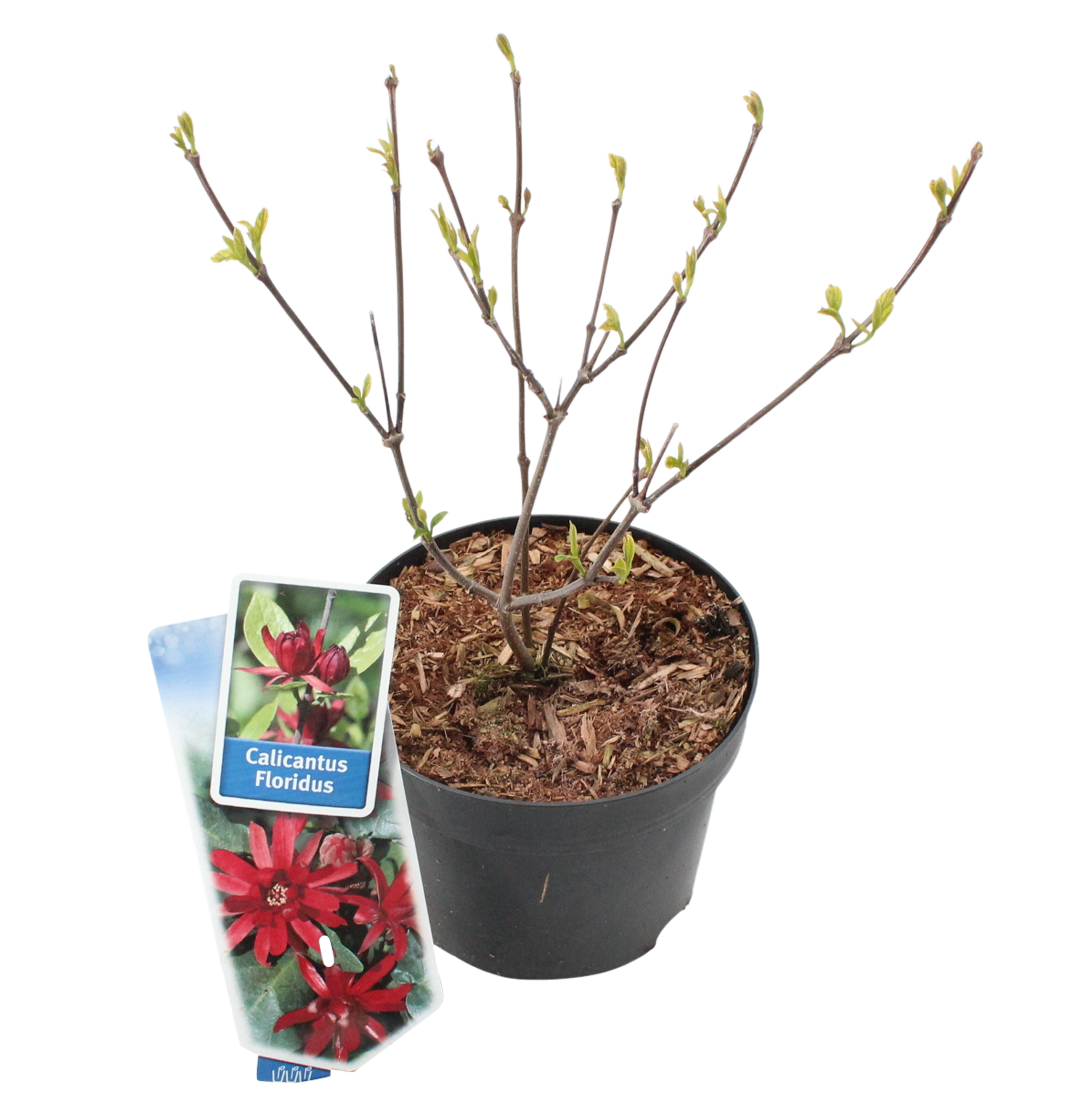 Calycanthus 25-30 cm