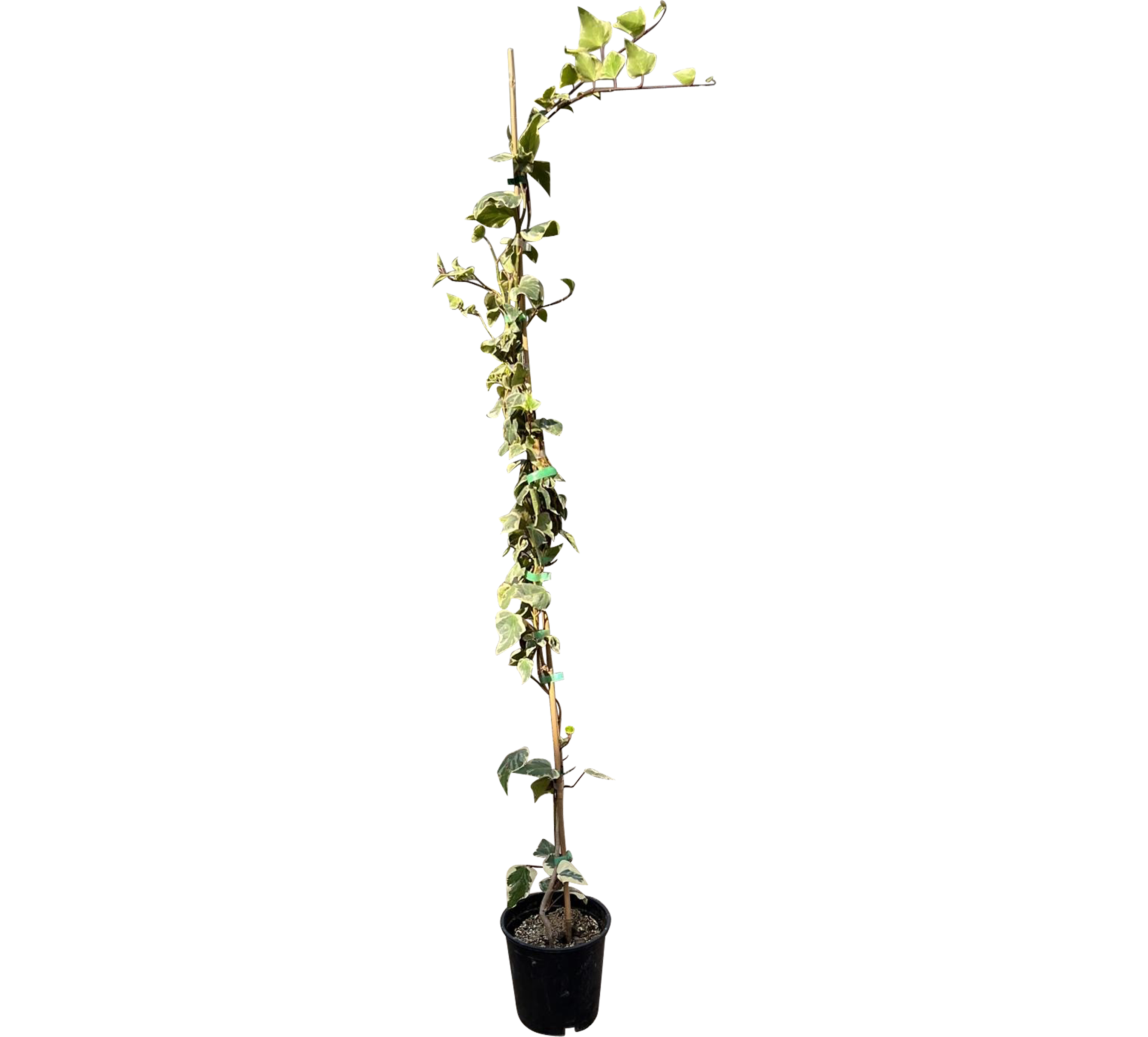Bluszcz pospolity 140-160 cm