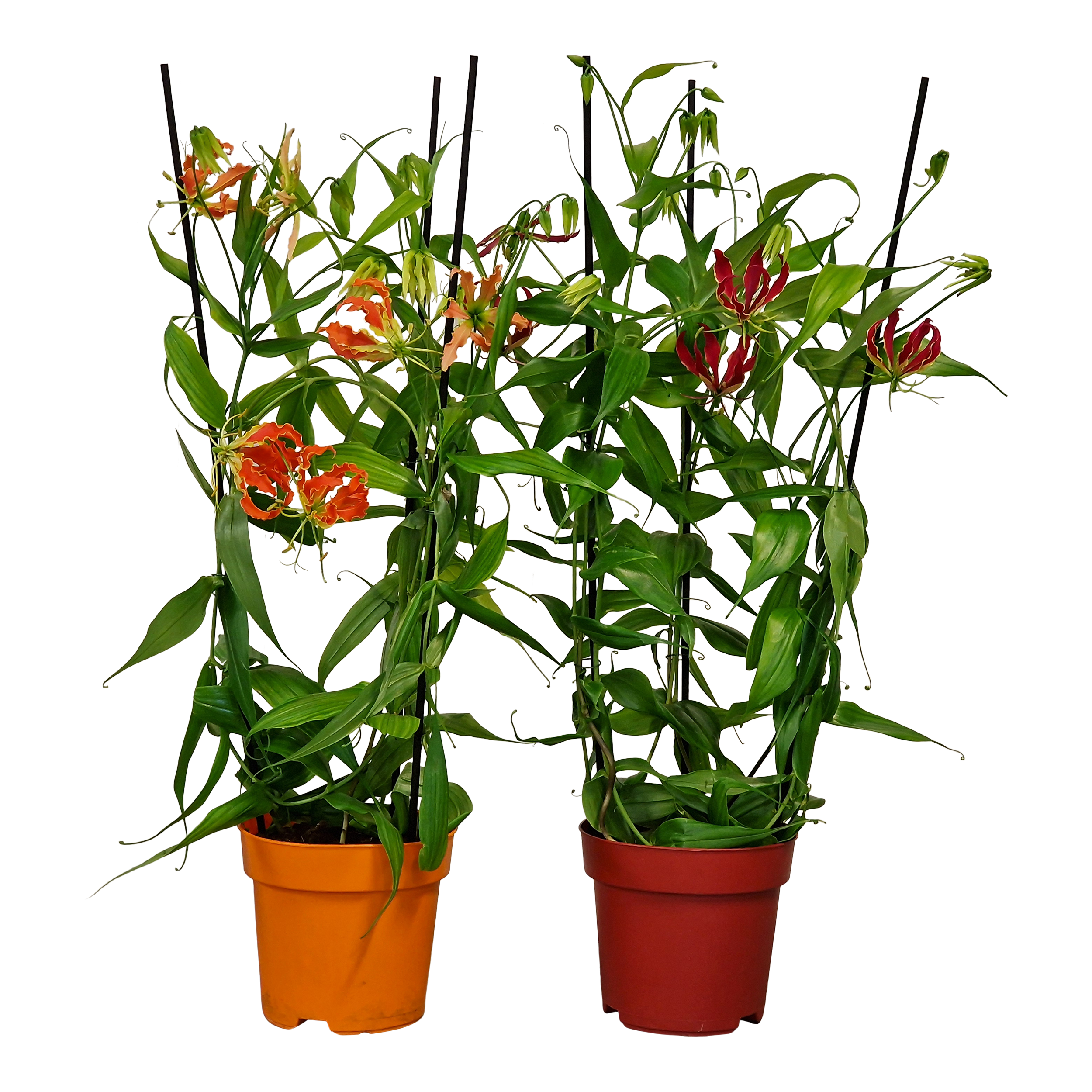 Gloriosa Triangel 100 cm