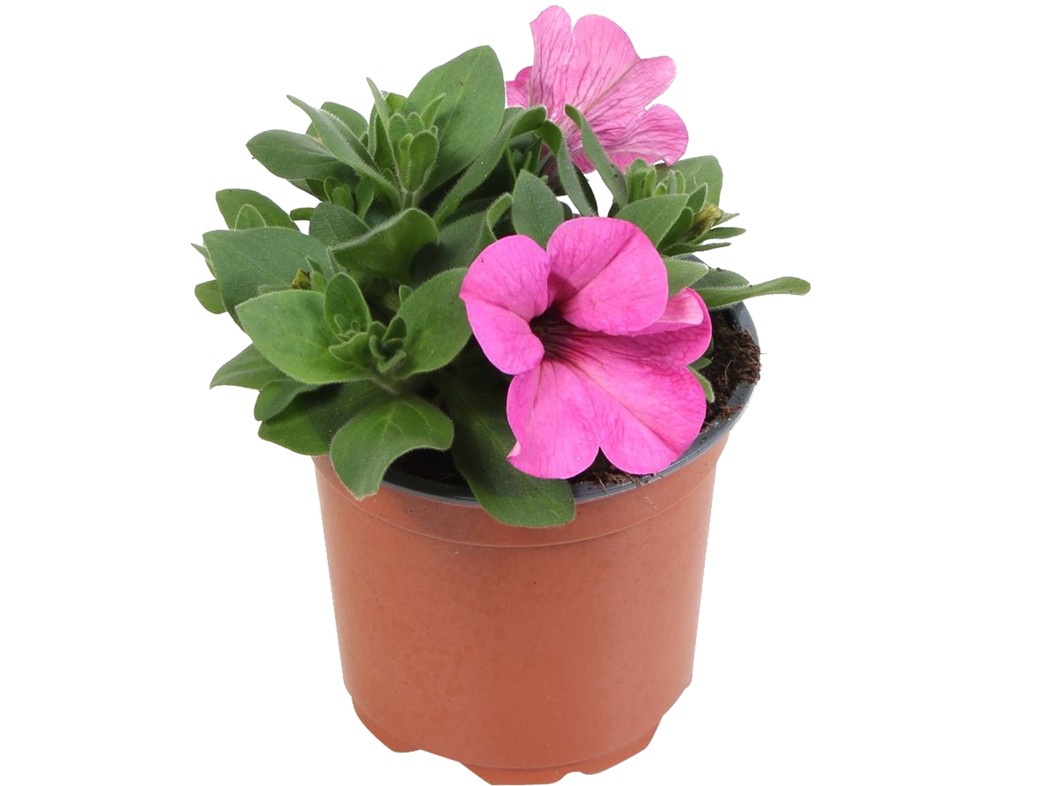 Petunia  10-15 cm