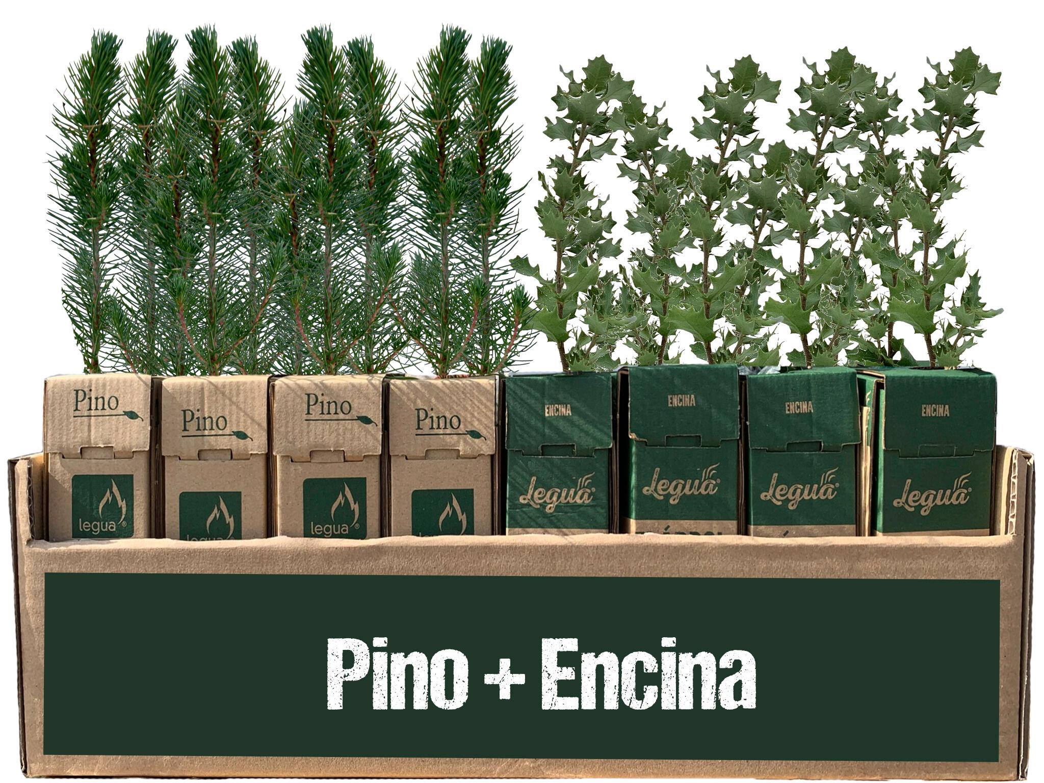 Encina y pino de 1 año en cepellón 12 + 12 uds