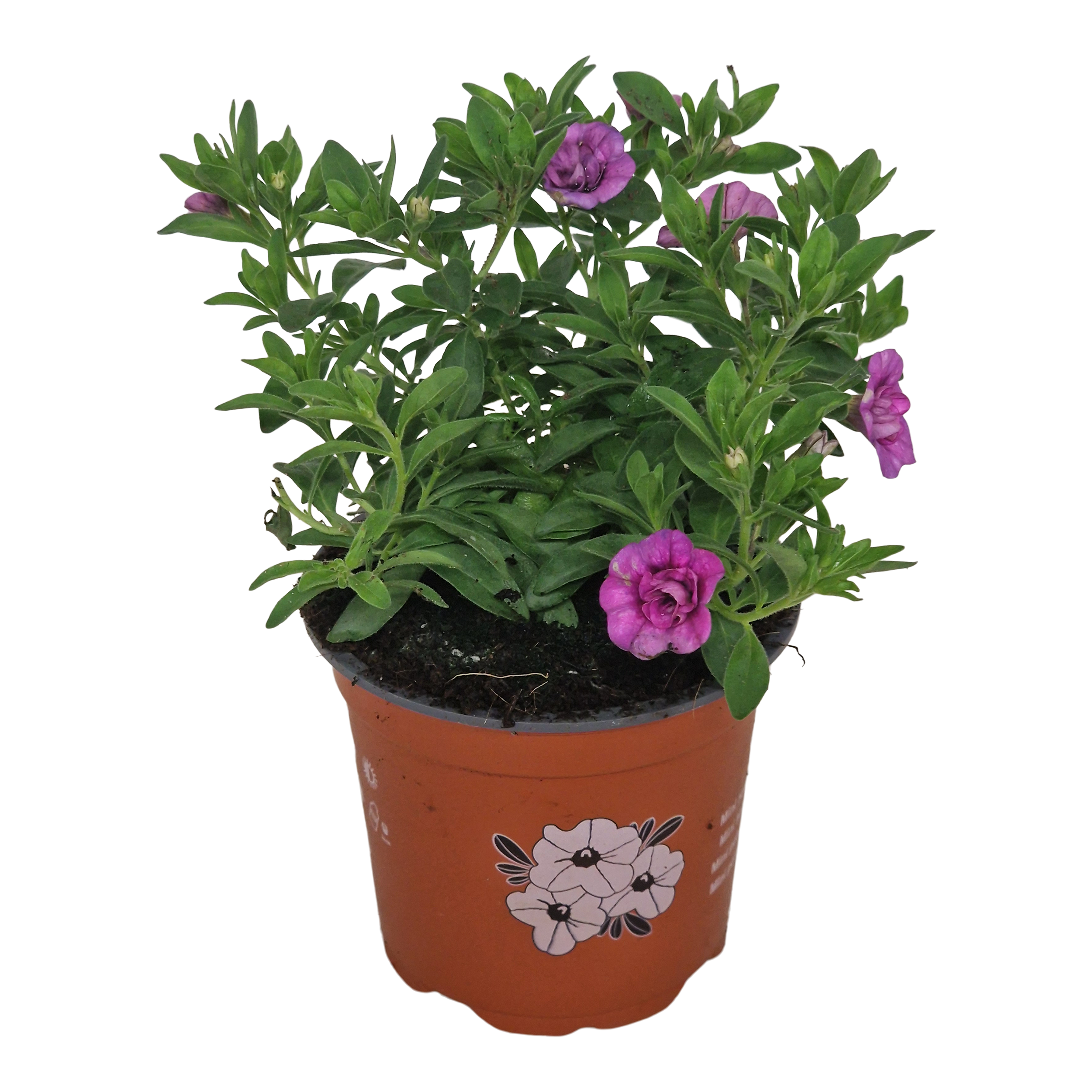 Calibrachoa 20 cm