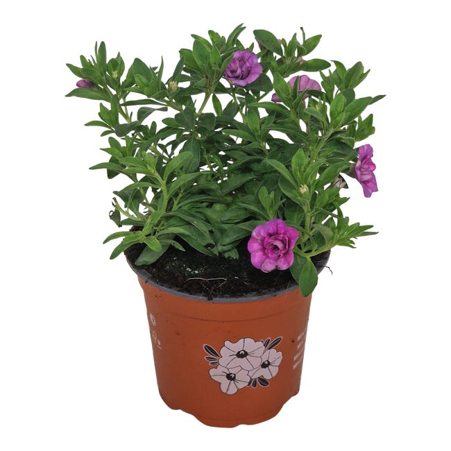Calibrachoa 20 cm 70474852
