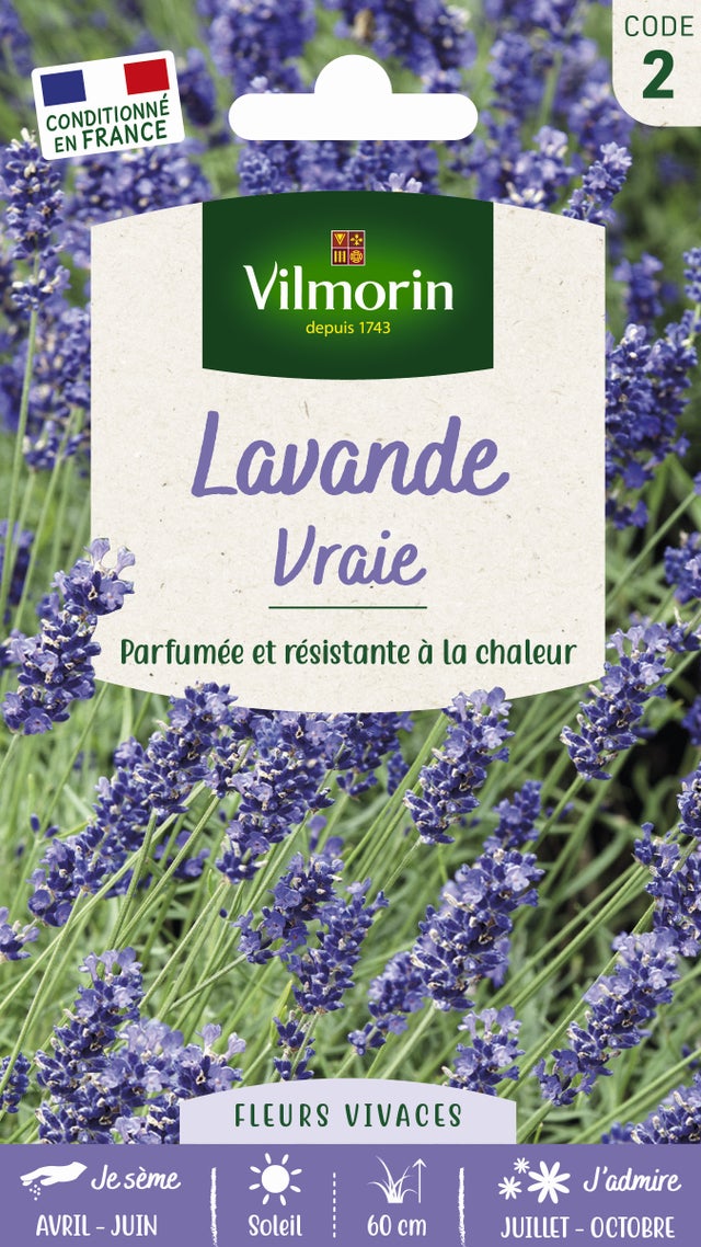Lavande varié mauve