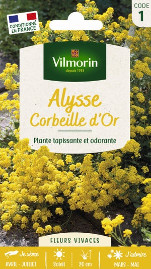 Graines Alyssum Saxatile (Panier D'or) - 500 Graines, Plante Vivace Tapissante Jaune | Pour Rocailles, Bordures, Jardins Secs Et Ensoleillés