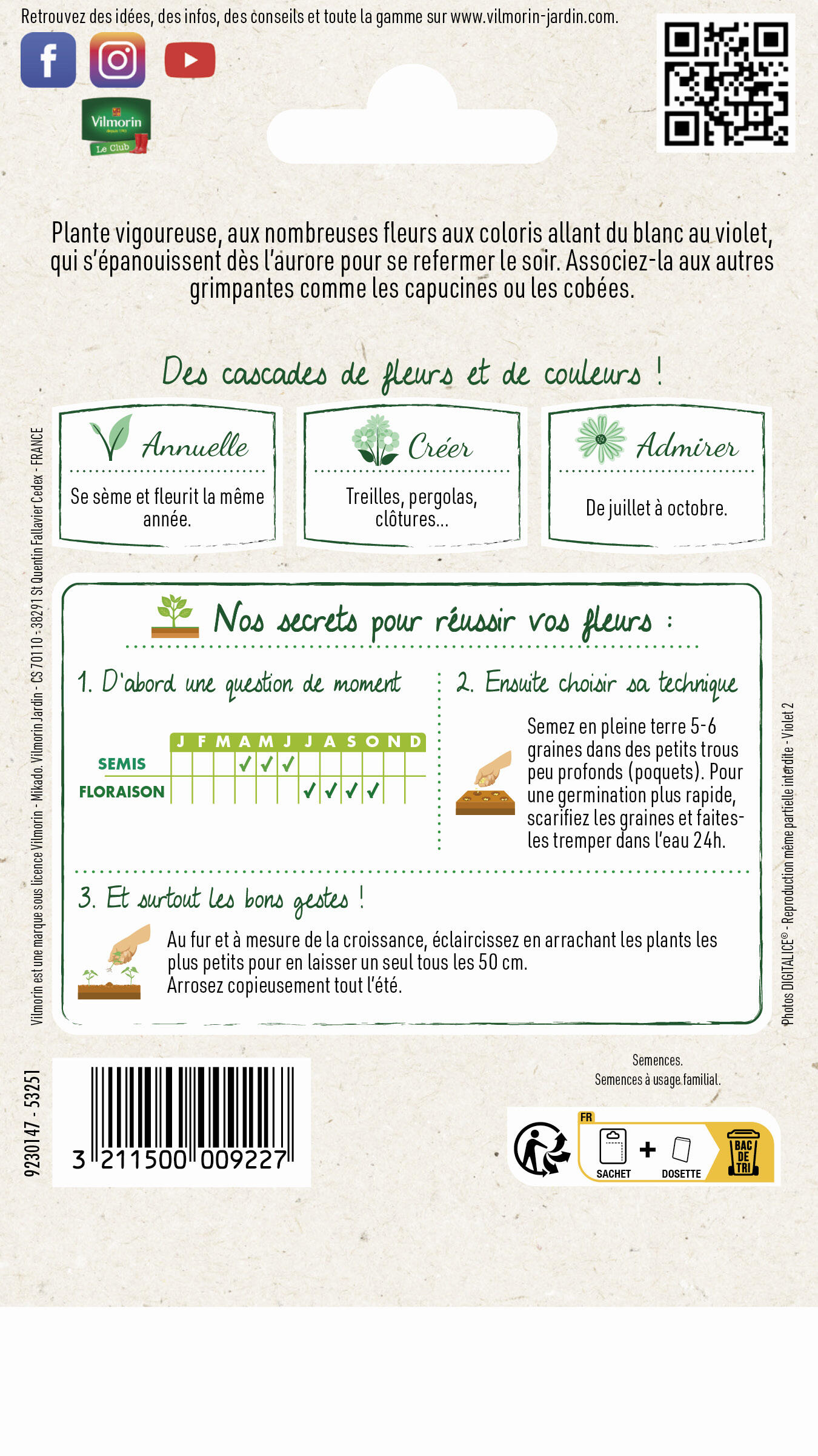 Ipomée volubilis varié - 2