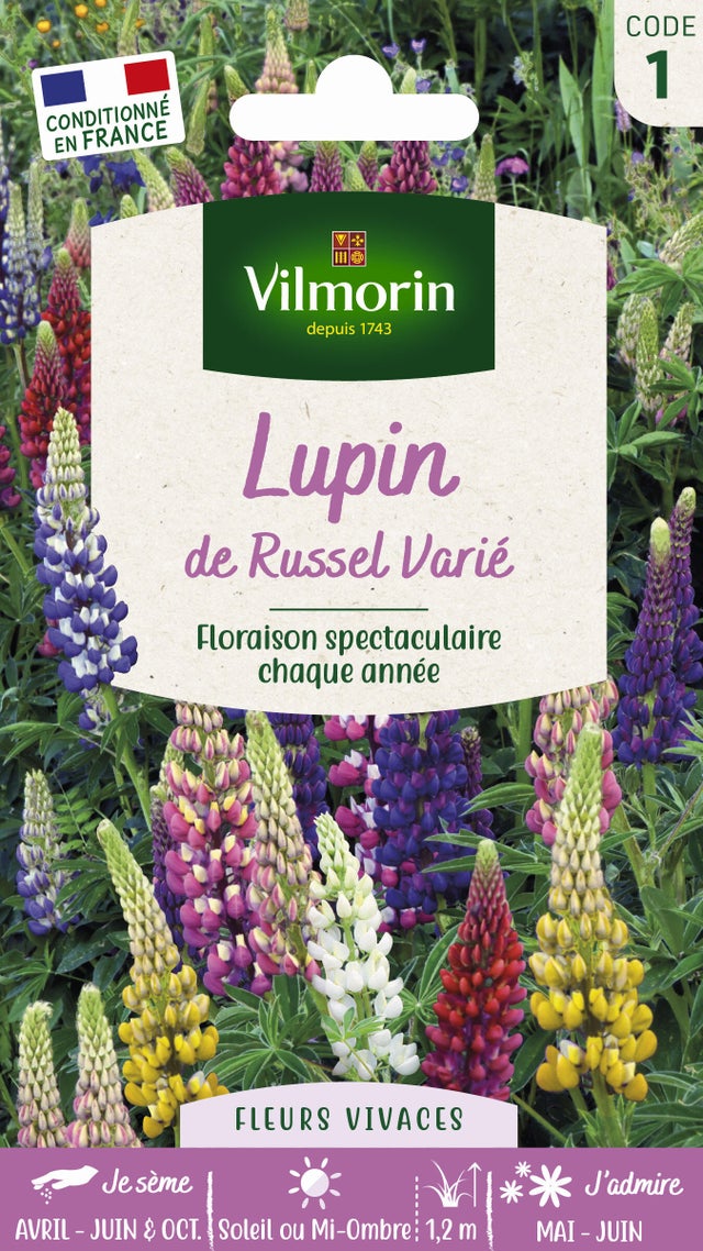 Lupin de russel fleur multicolore