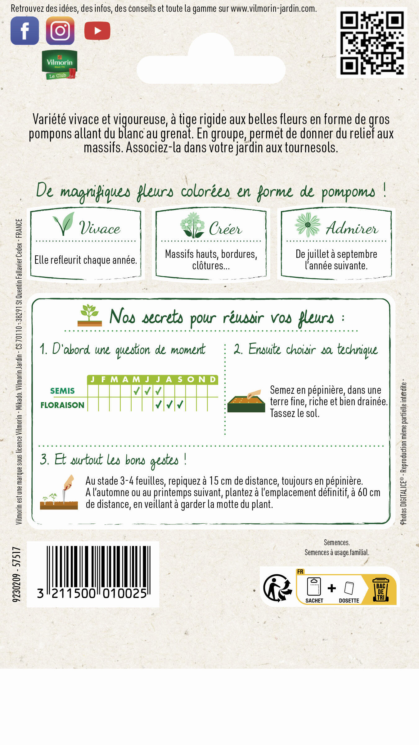 Rose tremière double grande varié varié - 2