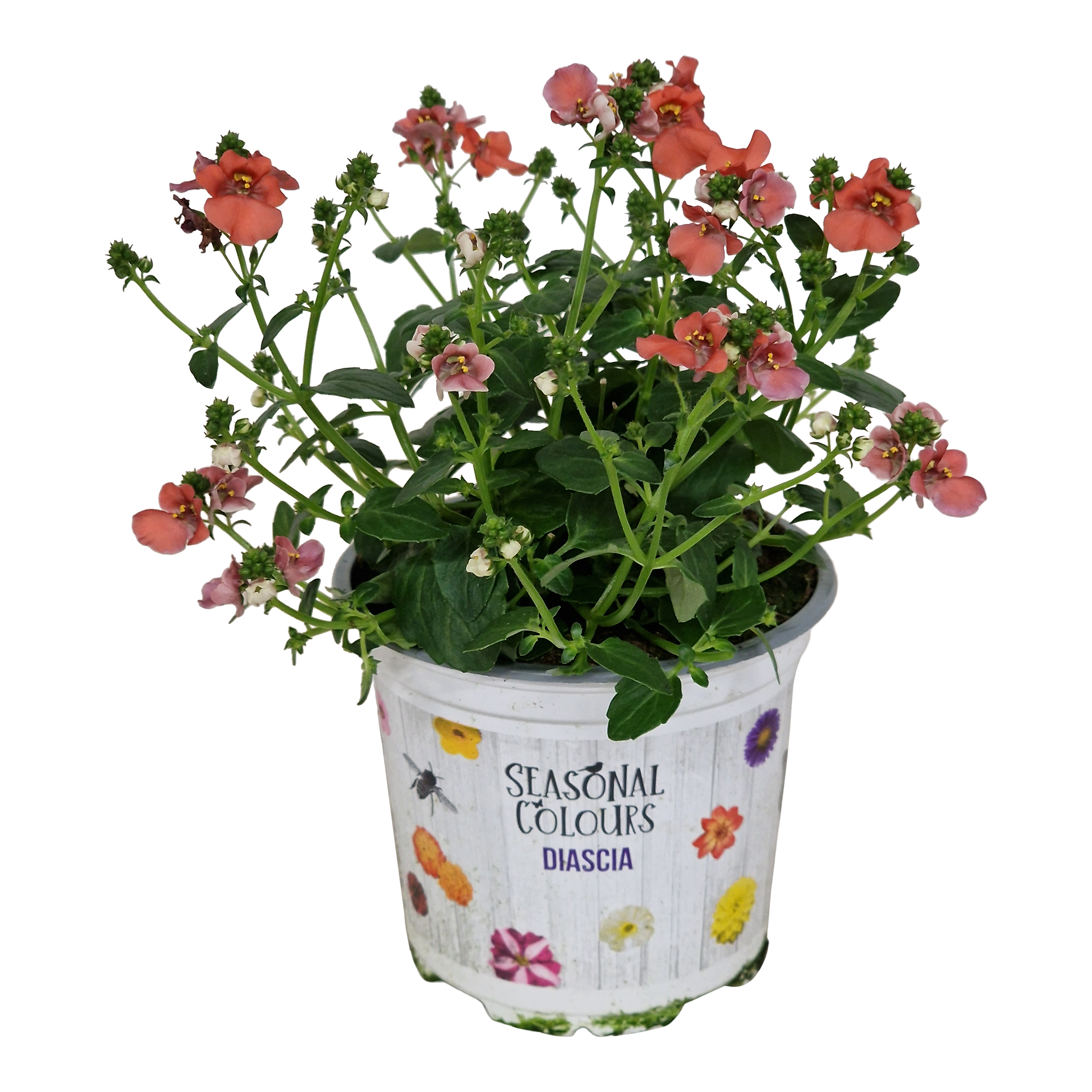 Diascja 20 cm