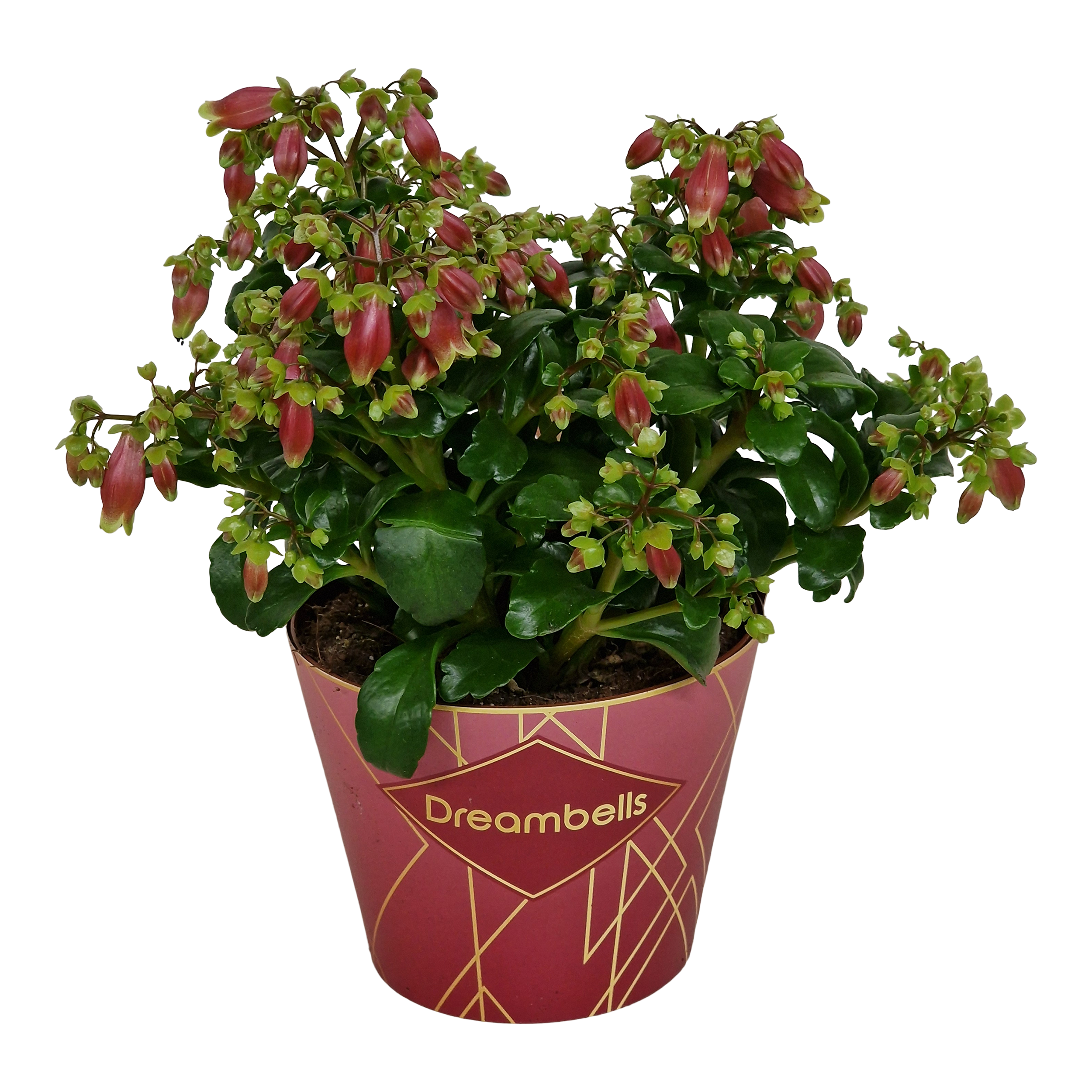 Kalanchoe Dream Bells 25 cm