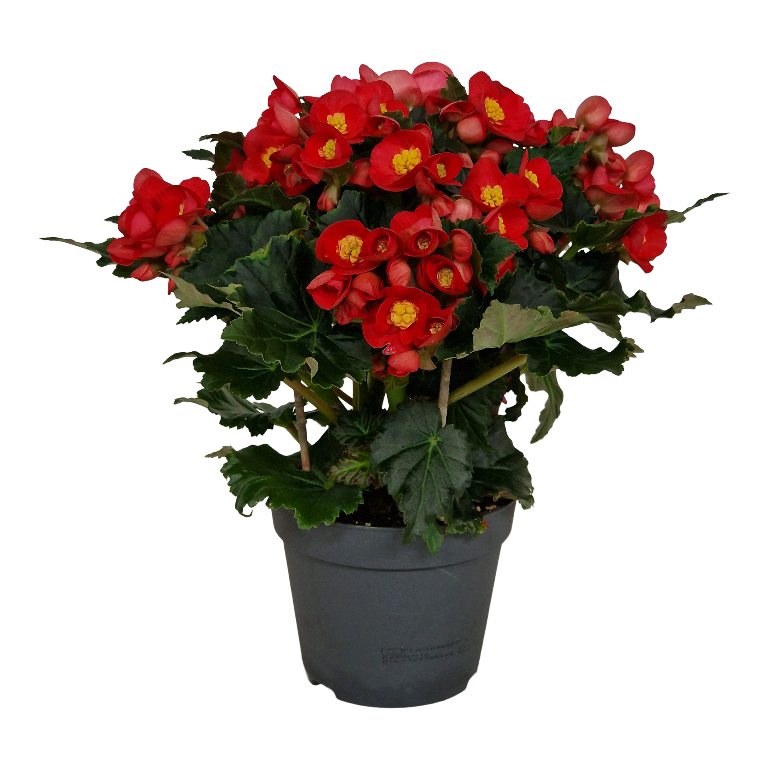Begonia Valentino Pink 35 cm