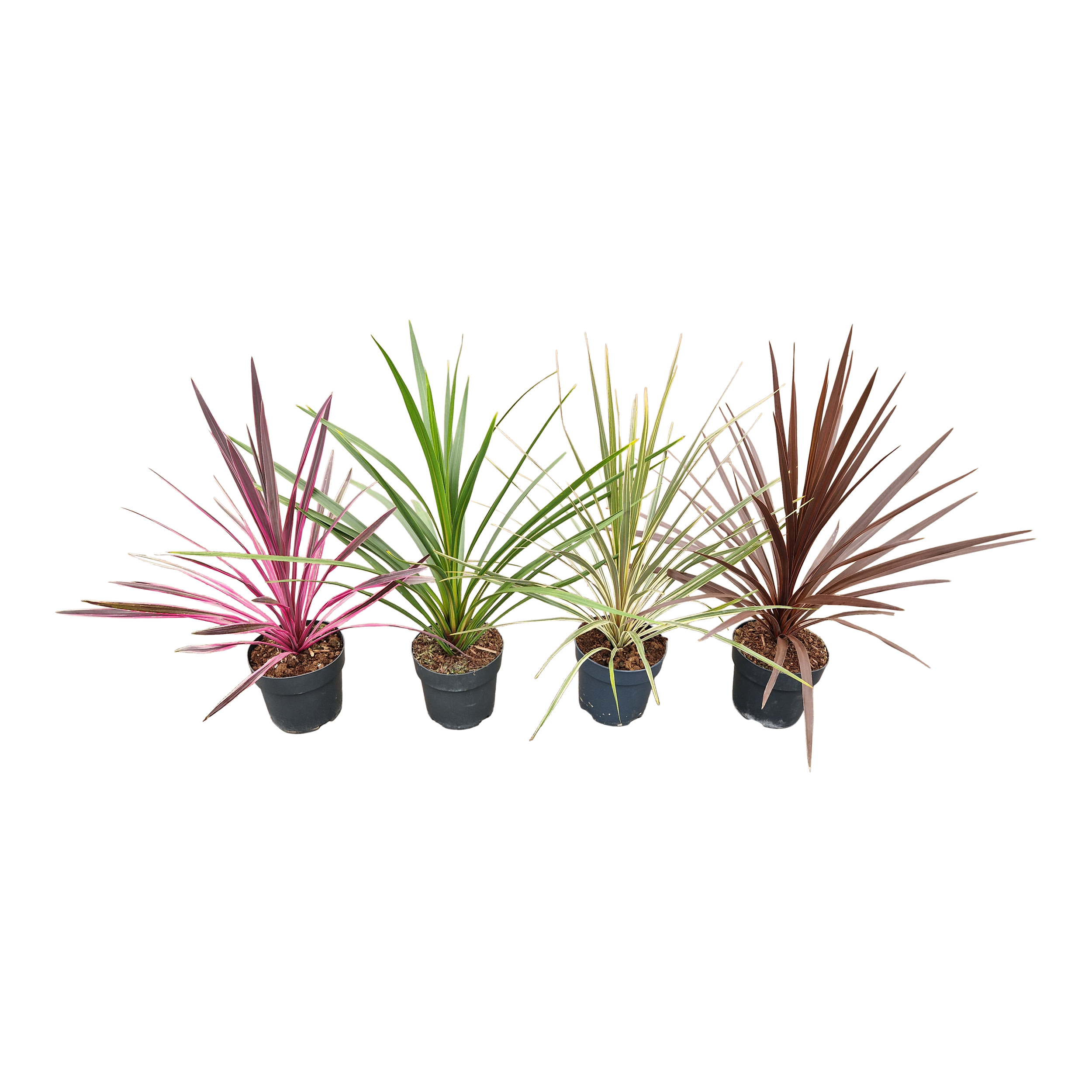 Kordylina Exclusive mix 50-60 cm