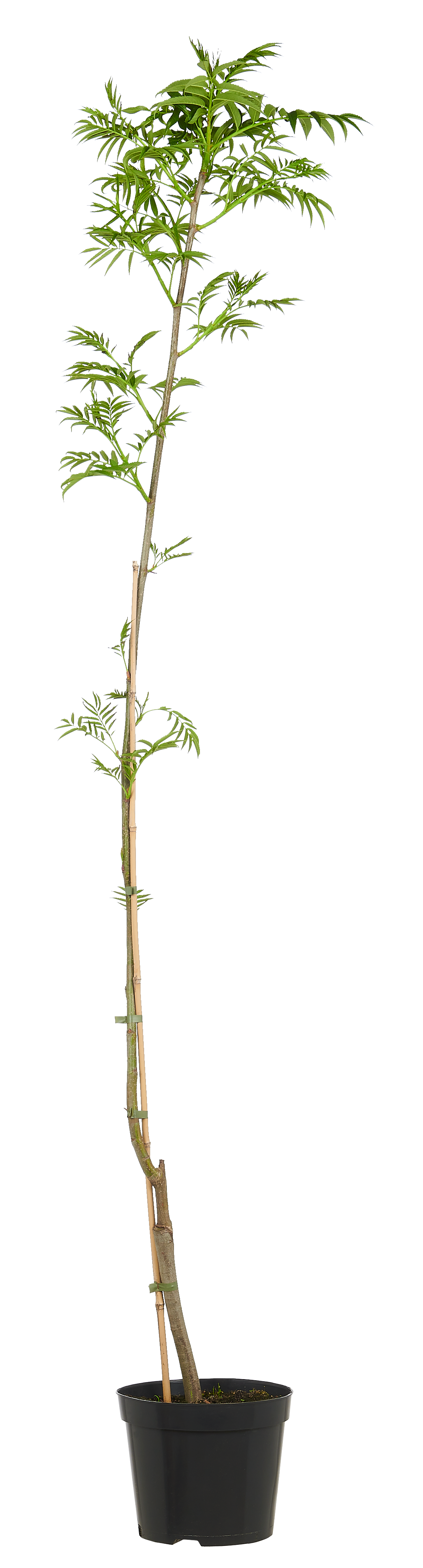 Jarząb mix 140-200 cm