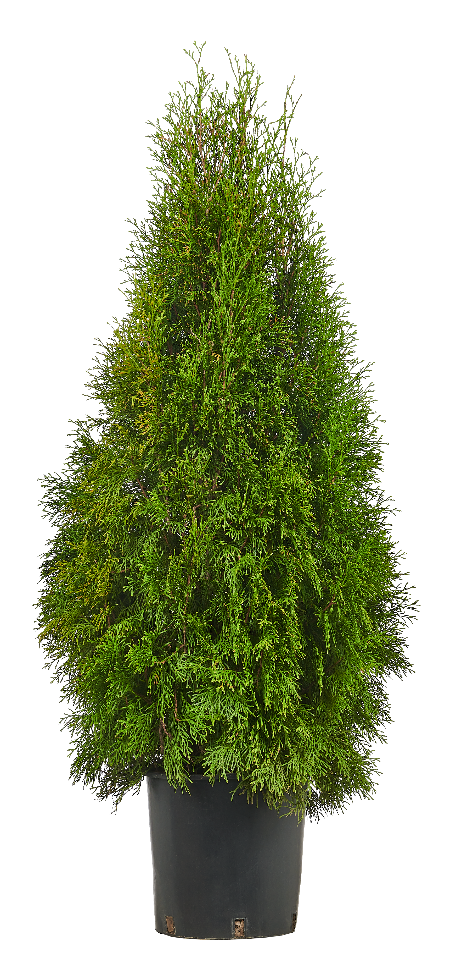Żywotnik Szmaragdowy 200-250 cm