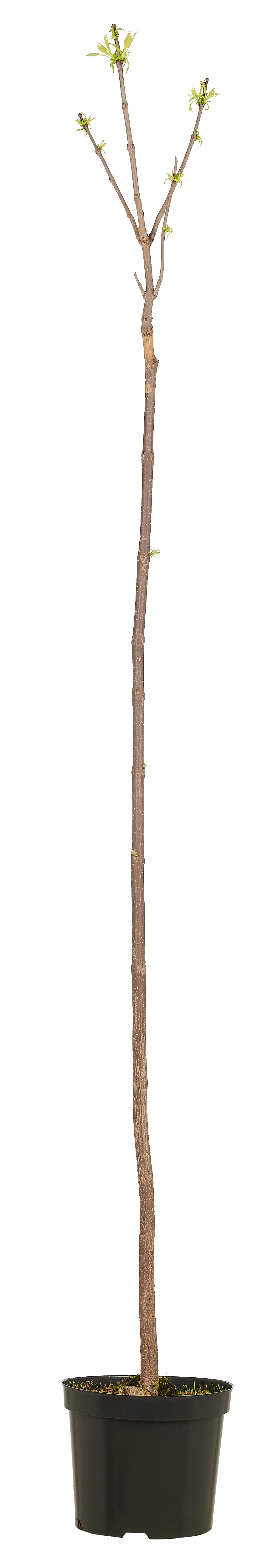Katalpa mix 160-250 cm