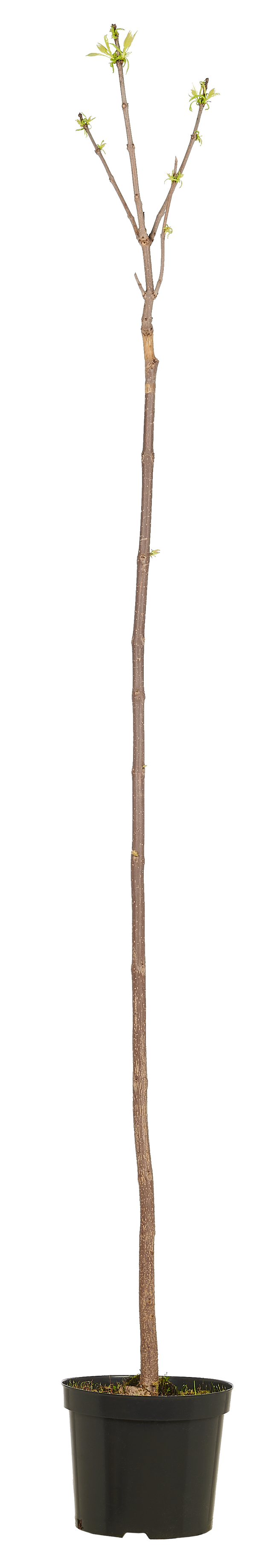 Katalpa mix 160-250 cm