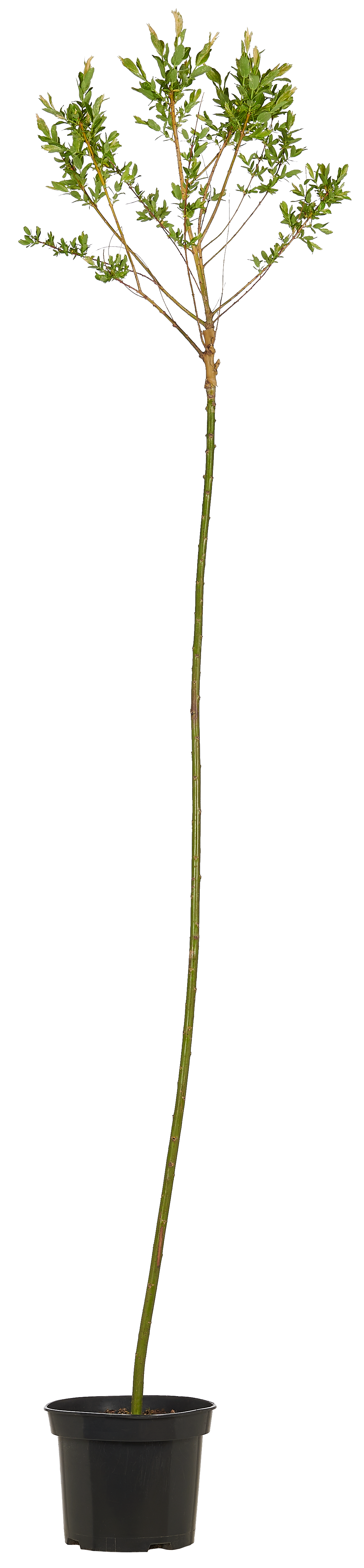 Wierzba Hakuro 160-200 cm